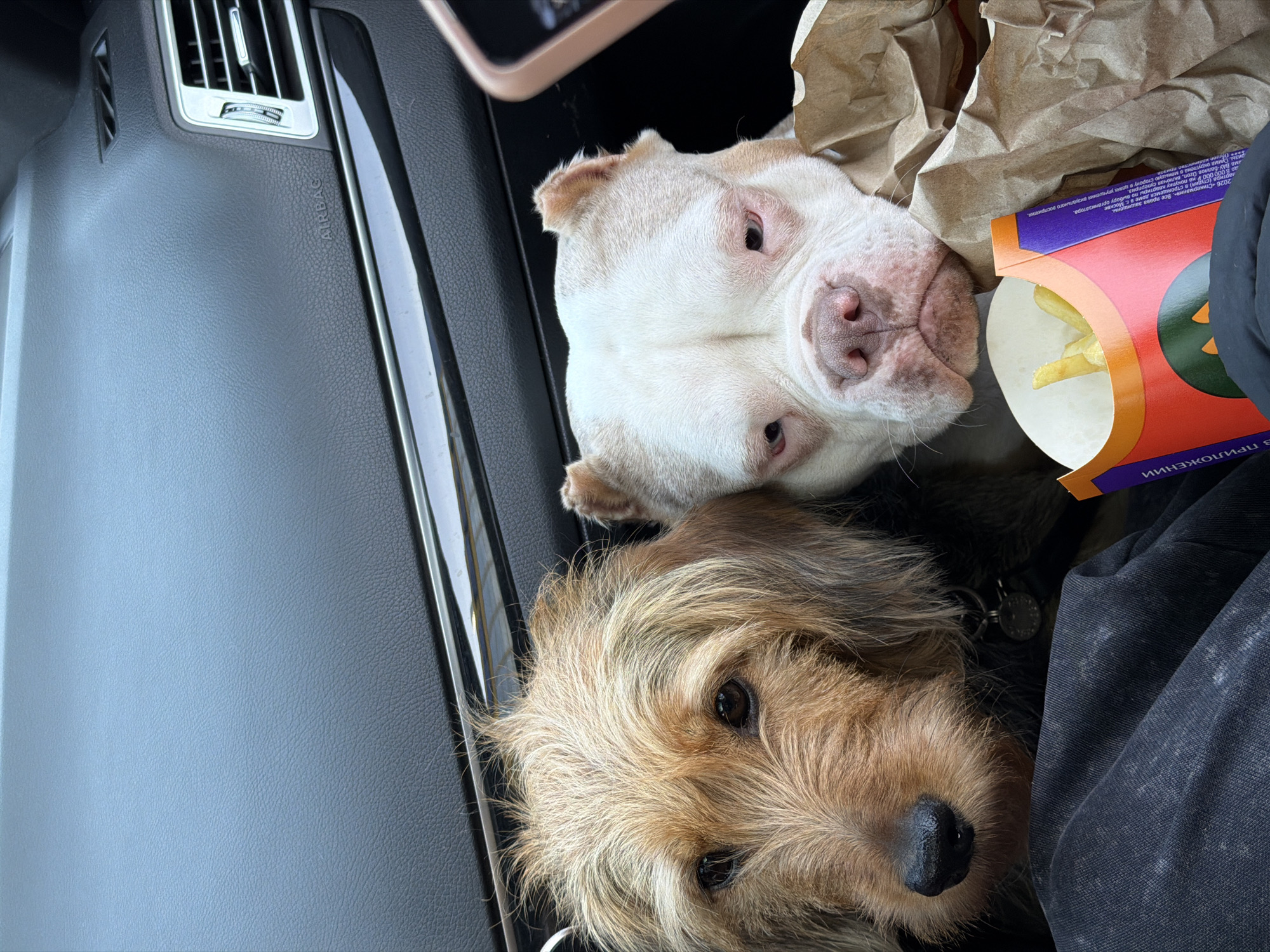 A scene located in Golikovo, Russia, depicts the interior of a vehicle. Two dogs are the central subjects. On the left, a medium-sized wire-haired dog with shaggy tan and brown fur looks forward, wearing a dark collar with metallic tags. To its right, a light-colored American Bully or similar breed, primarily white with tan markings, rests its head on a crumpled brown paper bag, also looking forward. The Bully's eyes appear somewhat bloodshot. In the foreground, positioned below the Bully's snout, is an open red and orange fast-food container with a jack-o'-lantern design, holding several french fries. Cyrillic text is visible on the container and the paper bag. A partial view of a rose-gold colored mobile phone is visible in the upper right. The background consists of the vehicle's dark gray dashboard, featuring a horizontal chrome-like trim, air vents, and an "AIRBAG" label embossed on the passenger side. A dark, textured fabric, likely clothing, is visible in the bottom foreground.