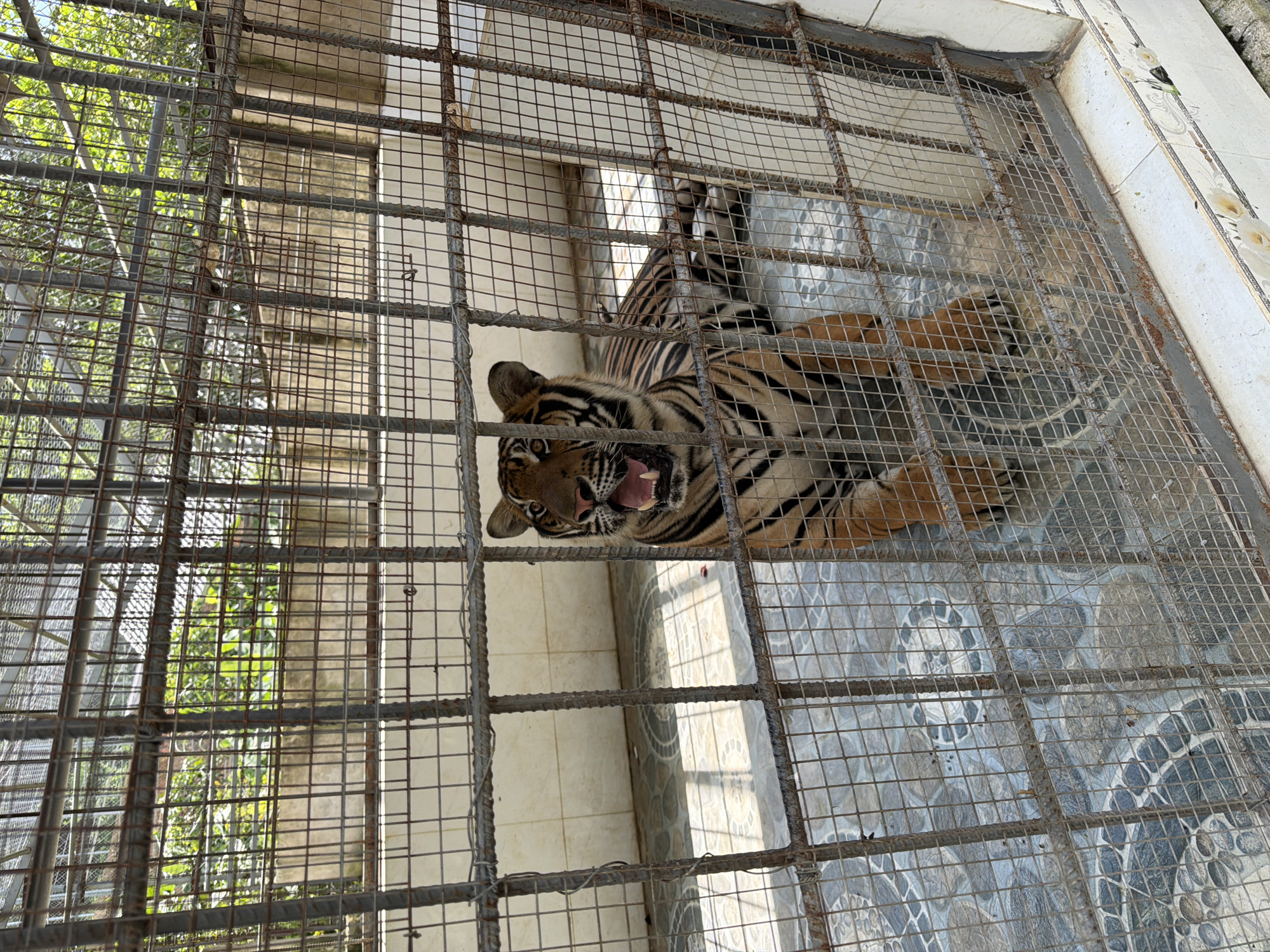 A tiger is visible in a cage in Định An, Vietnam. The tiger is lying down and looking towards the camera with its mouth open. The cage is made of metal bars and is located outdoors. The ground inside the cage is tiled, and there are plants visible outside the cage. The lighting suggests it is daytime.