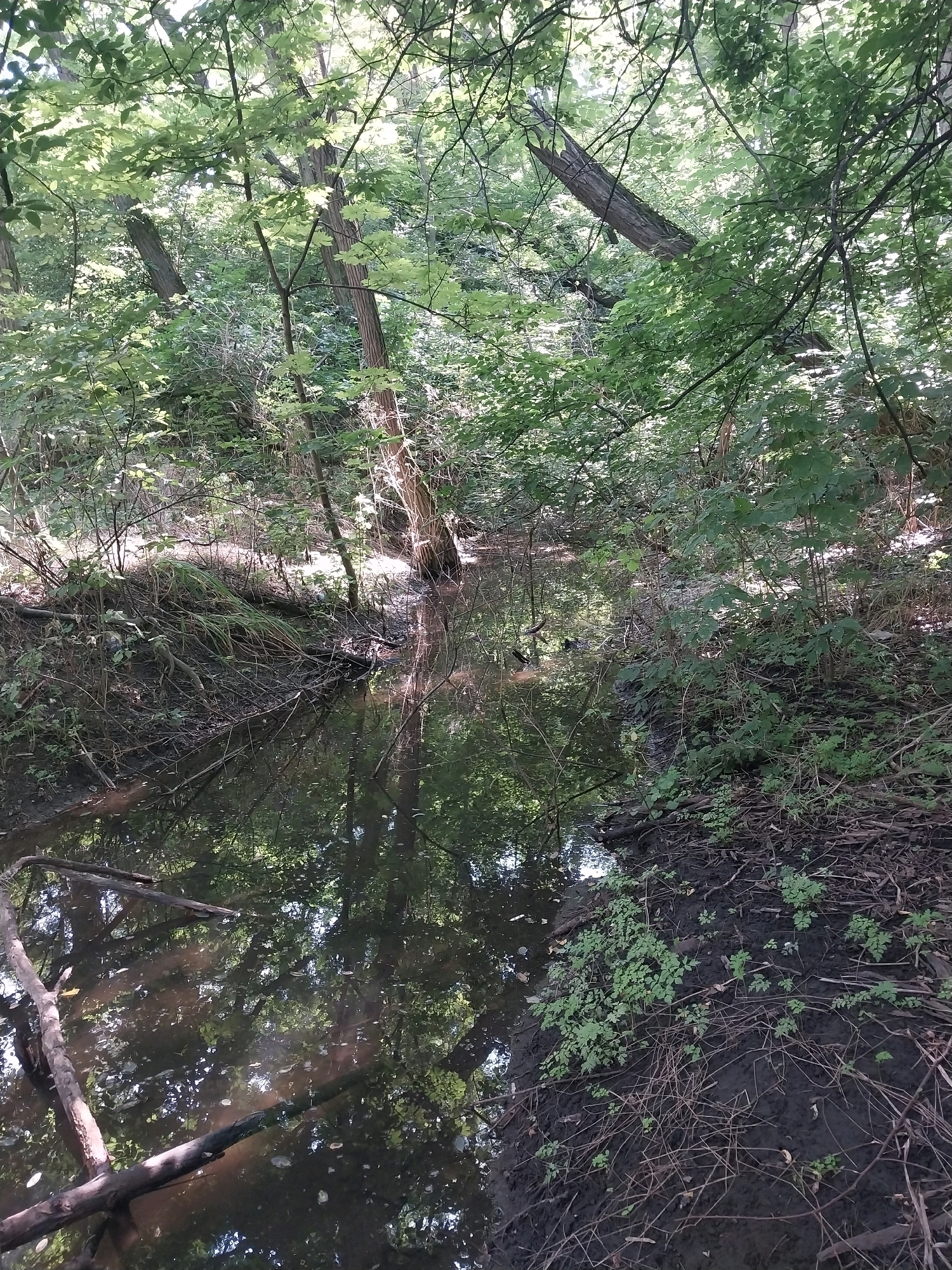 The image depicts a small, natural stream flowing through a wooded area, likely in the city of Dnipro, Ukraine. The water is dark and reflects the surrounding trees and foliage, with some fallen branches visible on the surface and along the banks. The banks are covered in mud, with dense undergrowth of green plants and dry twigs. Sunlight filters through the thick canopy of leaves, creating dappled light and shadows. No people are visible in the scene.