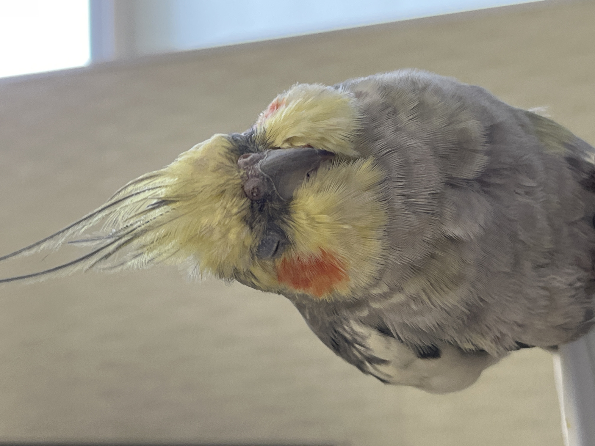 A close-up shot focuses on a sleeping cockatiel. The bird has a crest of yellow feathers on its head, with darker grey feathers visible around its neck and back. It has distinctive orange patches on its cheeks. The bird's eyes are closed, and its beak is slightly open. The background is a plain, light-colored wall with a vertical window or light source on the right side, creating a bright, diffused light. The image is taken indoors, likely in a residential setting, possibly an apartment or house. There are no people or any other animals visible in the frame. There is no information to suggest this image was taken in Korolyov, Russia.