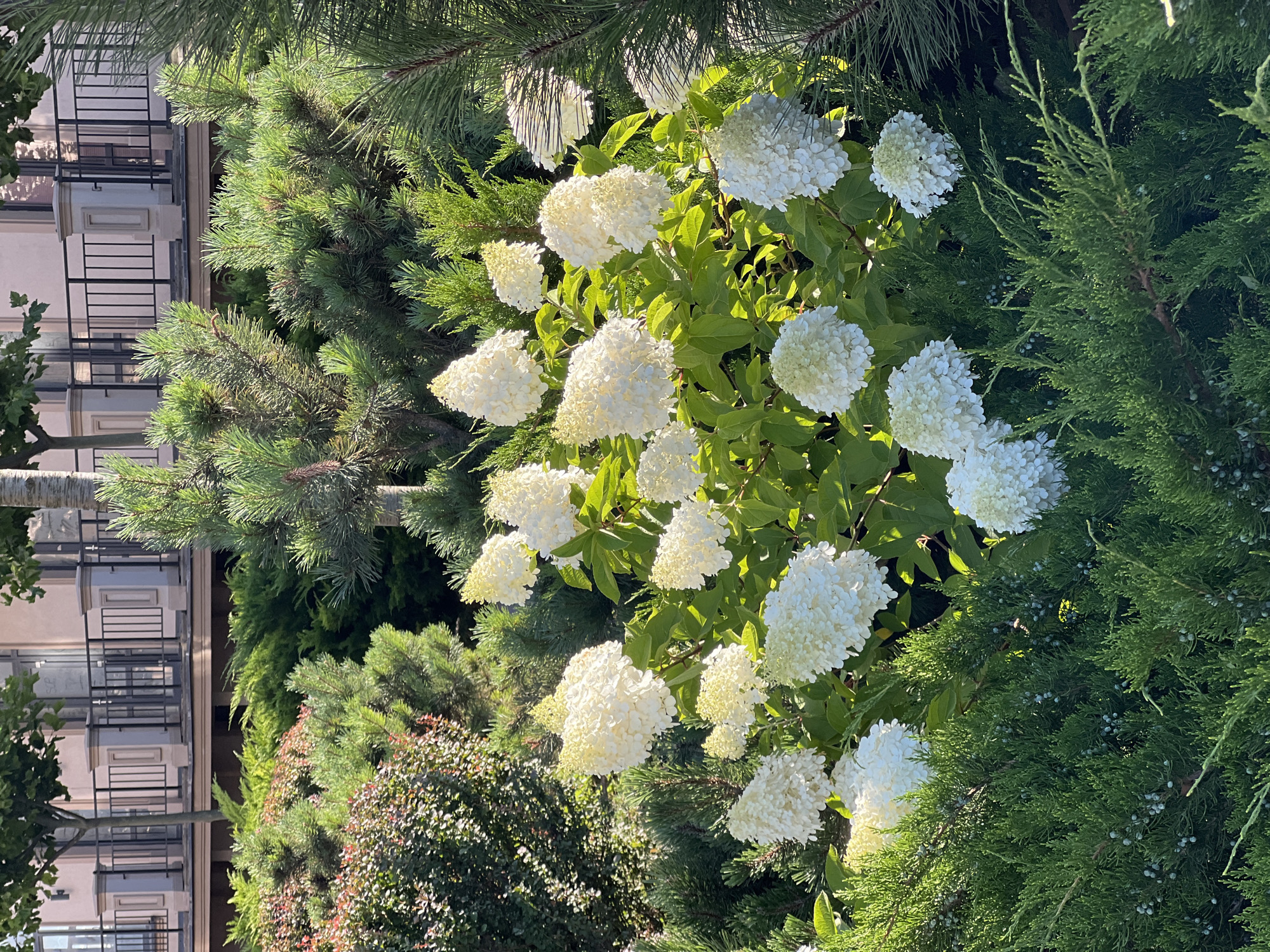 A cluster of white hydrangeas are in full bloom in a garden setting, with their large, conical flower heads illuminated by sunlight. They are surrounded by lush green foliage, including dense juniper bushes in the foreground and pine trees in the background. In the upper portion of the image, a modern building with a beige facade and black railings is visible. The overall scene is one of natural beauty integrated with urban architecture.