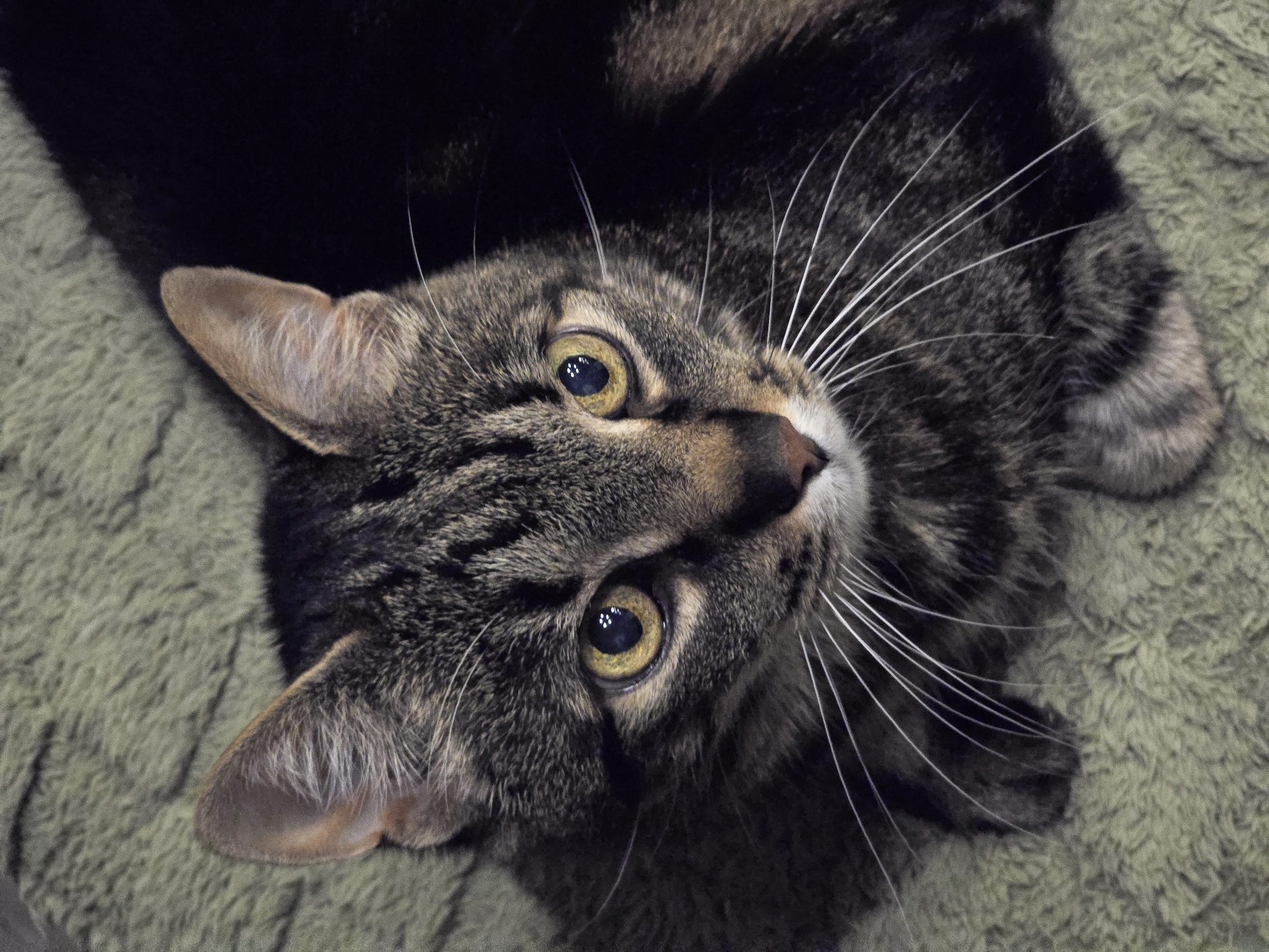 The image is a close-up, high-angle, portrait shot of a tabby cat lying on a light green, textured surface, likely a blanket or rug. The cat's head is turned slightly to the right, and its yellow eyes are looking directly at the camera. The cat has a dark tabby coat with distinct stripes and patterns. Its whiskers are long and white. The background is dark, with the right side of the cat's body blending into the shadow. There is no indication of Sofiivska Borshchahivka, Ukraine, or any specific urban environment in the image. The scene depicts a domestic setting with a single animal subject.