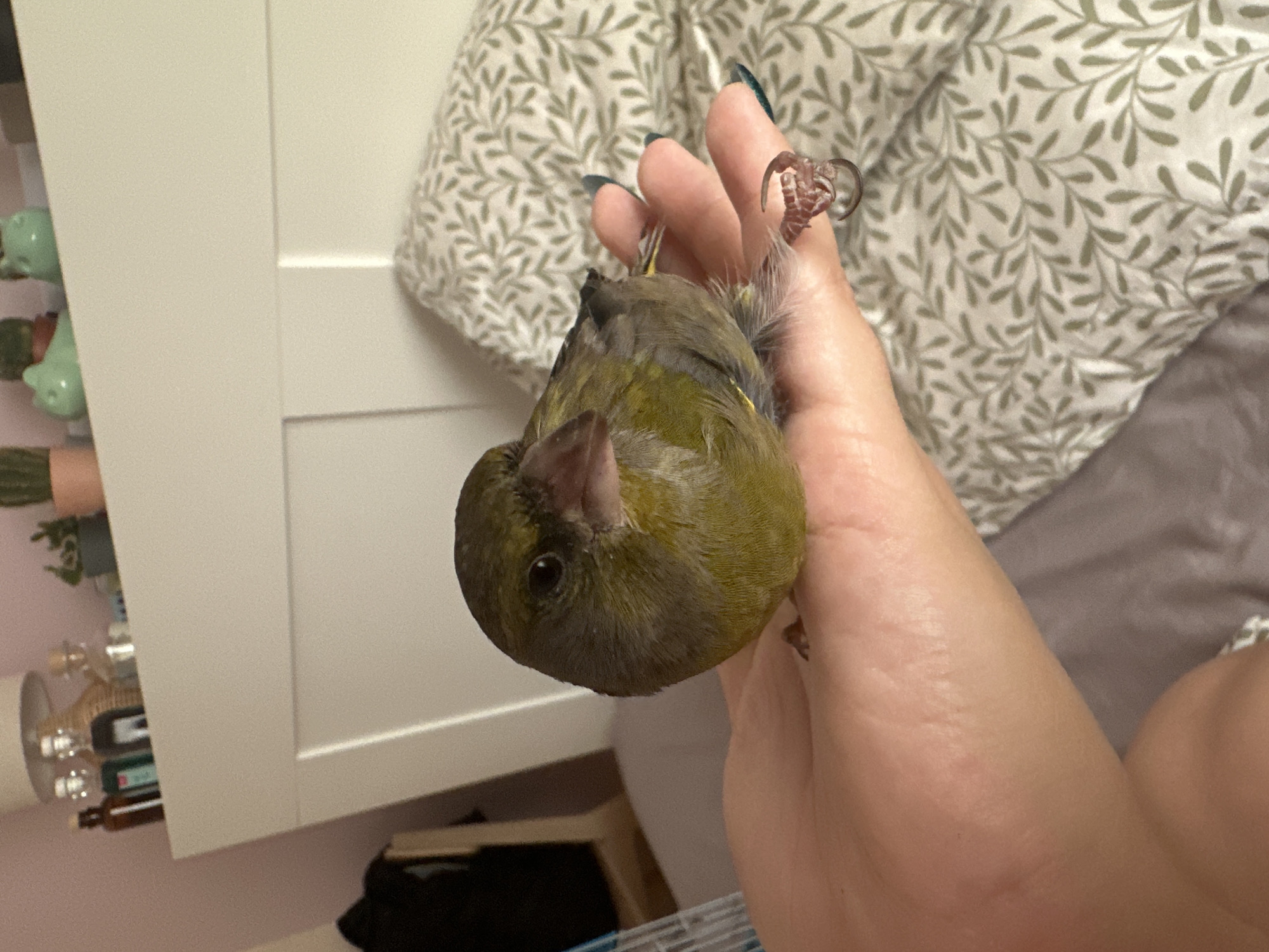 A close-up, eye-level shot shows a small green and brown bird perched on a person's open palm. The bird is facing the camera, with its head slightly tilted. Its eyes are dark and round, and its beak is pinkish-grey. The bird's feathers are a mix of olive green on its body and lighter green and brown on its wings. The person's hand is soft and fleshy, with light skin and dark nail polish on the fingernails. The background is blurred, but appears to be a bedroom setting. A white headboard is visible behind the hand, and a patterned pillow with a green leaf motif is to the right. The lighting suggests an indoor environment, possibly during the day. There are no identifiable landmarks of Gijón/xixón, Spain in the image.