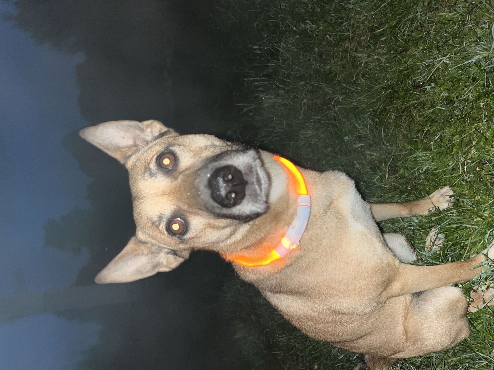 A medium-sized, light brown dog with pointed ears is sitting on a grassy area in the dark. The dog is wearing a bright orange LED collar that is illuminating its neck. The background consists of dark trees and an unclear, possibly misty or foggy atmosphere. The lighting is dim, with the dog's eyes reflecting the light. The overall impression is of a dog outdoors at night. There is no discernible information in the image to suggest a specific location in Nizhny Tagil, Russia.