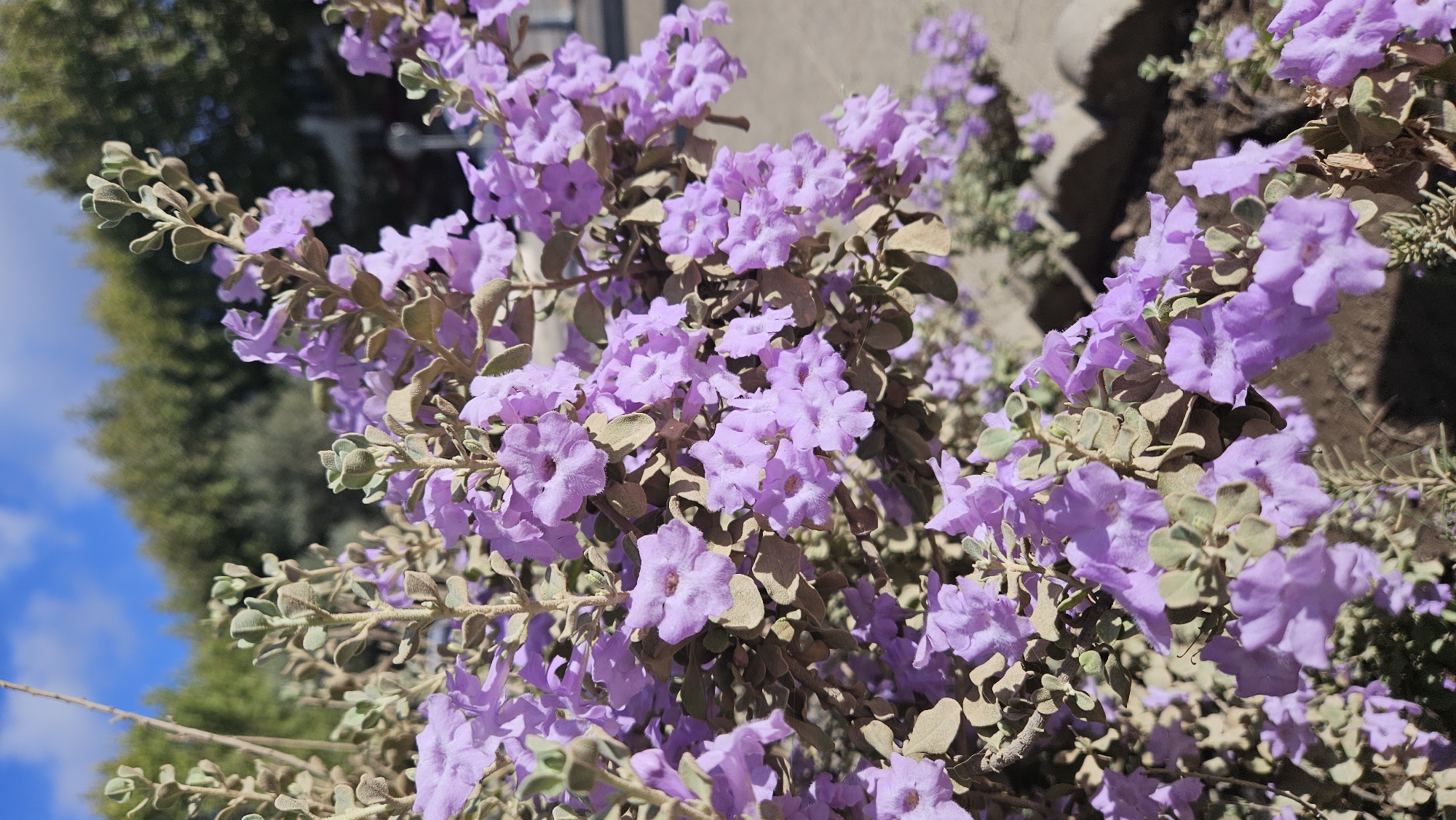 A close-up, medium shot captures a flowering shrub with small, lavender-colored blossoms and grayish-green leaves. The plant is in focus, with the background softly blurred, showing hints of trees, a street, and a blue sky with scattered clouds. The scene is likely outdoors, possibly in a public garden or along a walkway in L'Île-Rousse, France. No people or animals are visible. The lighting suggests a sunny day.