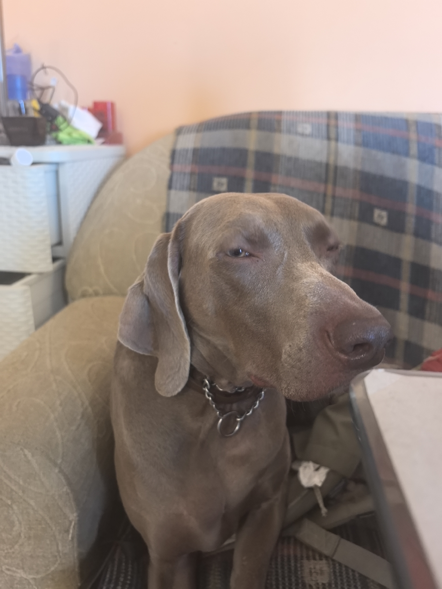 An indoor scene in Plovdiv, Bulgaria, features a single Weimaraner dog, distinguished by its short, smooth, grey-brown coat. The dog is positioned centrally, facing forward with its head turned to the right and slightly downwards, displaying partially closed eyes that reveal minimal light-colored irises. It wears a silver-colored chain collar with visible rings. The dog is resting on a light beige upholstered surface, which features a subtle patterned texture. To the left and slightly behind the dog, a stack of light-colored, textured storage bins is visible against a plain, light peach-colored wall. On a surface adjacent to these bins, various objects are present, including a blue plastic bottle, dark wires, a yellow object, a white crumpled item, a red object, and a dark cylindrical container. To the right and behind the dog, a plaid blanket or throw, composed of dark blue, light blue, reddish-brown, and light grey squares, is draped over another upholstered surface. A portion of a light-colored surface with a metallic trim is visible in the bottom right foreground. The scene is illuminated by diffuse ambient light.