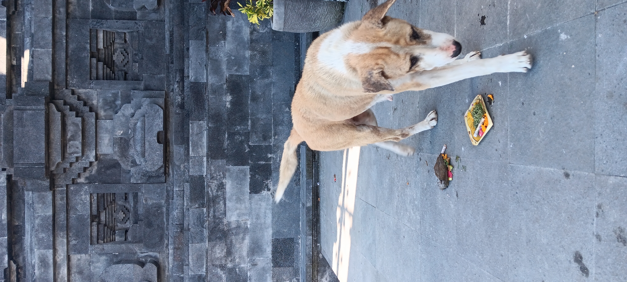 In the city of Penebel, Indonesia, a tan and white dog walks on a paved courtyard in front of a stone wall with intricate carvings. The dog is mid-stride, with its head lowered and its tail slightly raised. In the foreground, on the courtyard, are two small offerings of food and flowers, possibly religious in nature. The stone wall behind the dog appears to be part of a temple or ancient structure, with visible square blocks and decorative elements. To the right of the frame, a large stone planter contains some greenery. The lighting suggests it is daytime, with shadows cast on the courtyard.