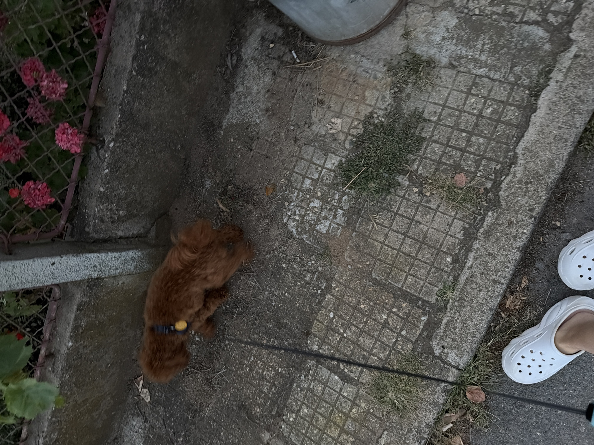 The image depicts an outdoor scene in Sofia, Bulgaria. In the foreground, a person is wearing white Crocs on their feet, standing on a paved surface with visible grass growing through the cracks. A black leash extends from the lower left of the frame. In the mid-ground, a small, reddish-brown dog with a dark collar and a yellow tag is walking on the paved ground, facing away from the camera. Behind the dog, a low concrete wall runs horizontally. Beyond the wall, a wire fence is visible, with pink flowers growing behind it. To the right of the dog, a portion of a cylindrical metal object, possibly a trash can, is present. The ground appears to be a mixture of concrete slabs with a grid pattern, dirt, and dried leaves. The overall lighting suggests it is either early morning or late evening.