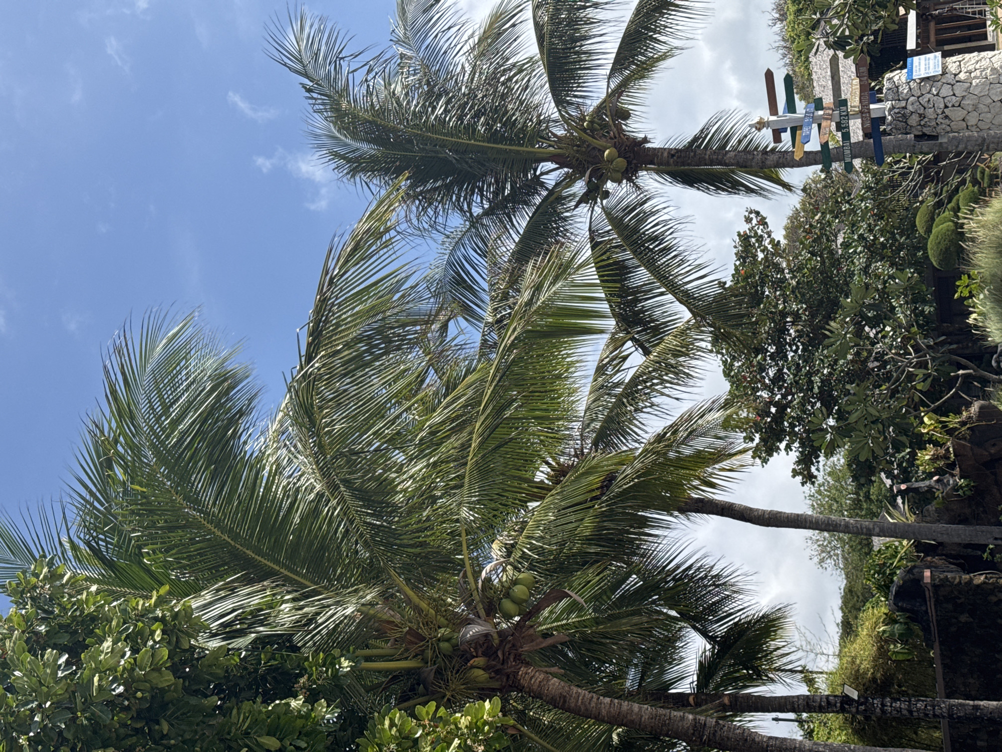 The image depicts a tropical outdoor scene dominated by lush green palm trees under a bright blue sky with scattered clouds. In the foreground, the trunks of several palm trees are visible, with their fronds reaching upwards and outwards. One palm tree on the left has several green coconuts hanging from it. To the right, a multi-colored directional signpost is mounted on a stone pillar, pointing towards various locations with distances indicated, such as "MUMBAI 5 582 KM" and "NUSA PENIDA 54 KM". Beyond the palm trees, a dense array of various green foliage and trees can be seen, with some buildings with stone and tiled roofs nestled amongst the greenery. The overall environment suggests a tropical resort or a similar recreational area, possibly a beachside location given the palm trees and bright sky. There are no people visible in the image. The lighting indicates it is daytime.