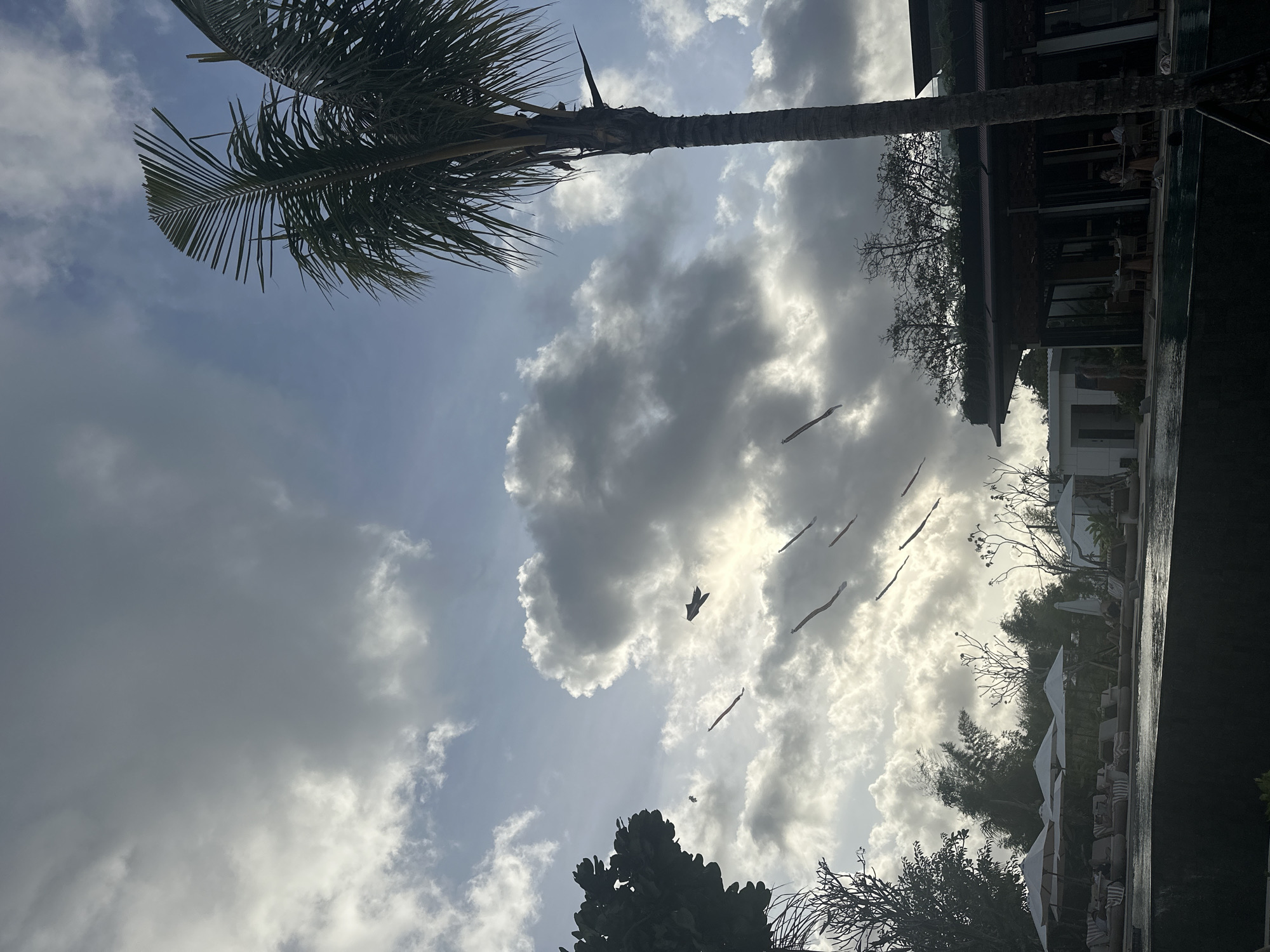 The image captures a view toward the sky in Denpasar, Indonesia. Dominating the left side is a palm tree with its fronds extending toward the top left corner. The sky is filled with a mix of blue patches and large, dense clouds, some illuminated by sunlight. A flock of birds is flying in the middle of the frame.
On the right side of the image, there's a dark structure that seems to be part of a building with architectural details visible. Below it, one can see parts of a poolside area with lounge chairs and umbrellas. The presence of trees and vegetation is also apparent, adding to the tropical setting. The lighting suggests it might be daytime, with the sun partially obscured by the clouds.