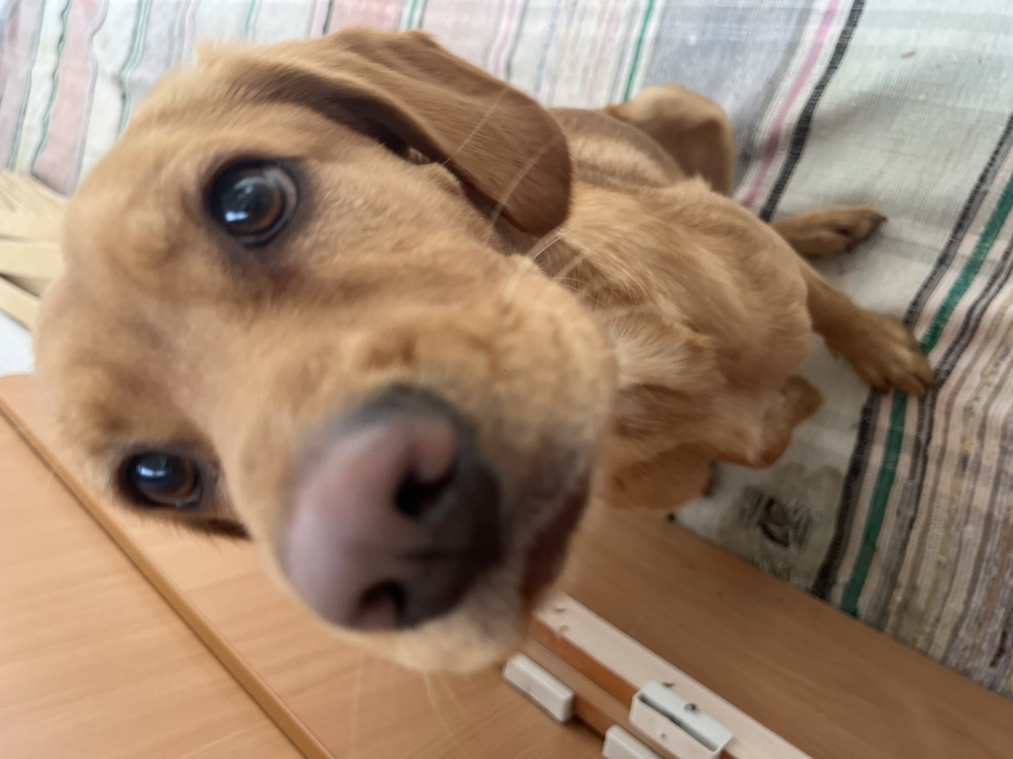 A close-up, slightly distorted photograph depicts a brown dog with soulful eyes and a large pink nose. The dog's head occupies a significant portion of the frame, its face leaning in towards the camera. A light-colored wooden surface is visible in the lower portion of the image, with some white objects on it. In the background, a striped fabric is noticeable, suggesting a bed or other soft surface.
While the image provides information about the subject and surrounding objects, it does not contain visual cues to determine the location in Chaikovsky, Russia. Therefore, I cannot ascertain if this image was taken in Chaikovsky.