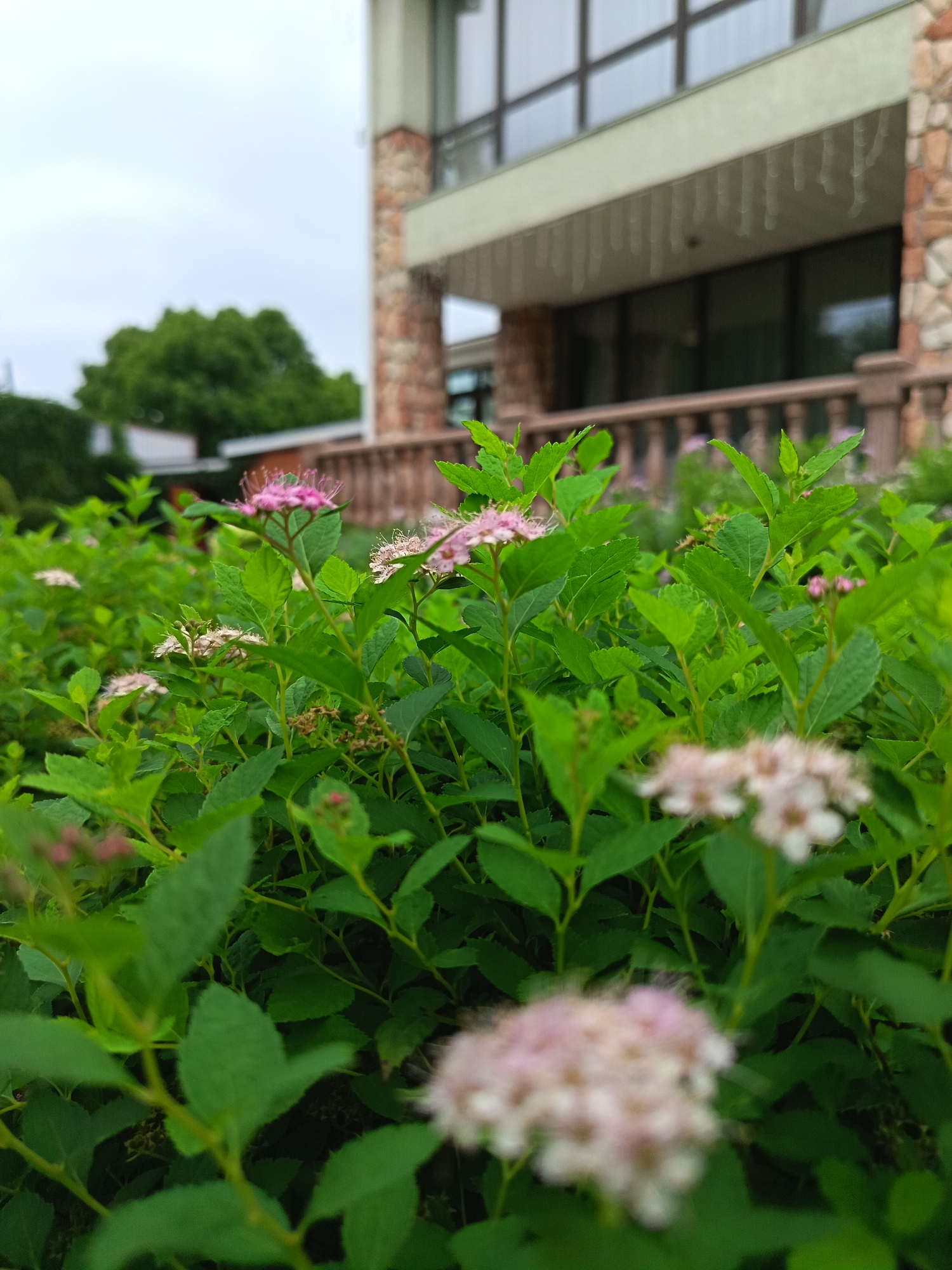 In an outdoor environment in Unknown, Unknown, a low-angle medium shot focuses on a dense cluster of green foliage with small pink and white flowers. The flowers are mostly in clusters, with some appearing more distinct and in focus than others. Behind the flowering bushes, a building with a stone facade and a light-colored overhang is visible. The building has large windows and a railing along a balcony or walkway. A balustrade made of brown stone runs horizontally across the mid-ground, separating the foreground flowers from the building. A large green tree is partially visible to the left of the building. The sky is overcast and gray. The overall scene depicts a garden area in front of a building.