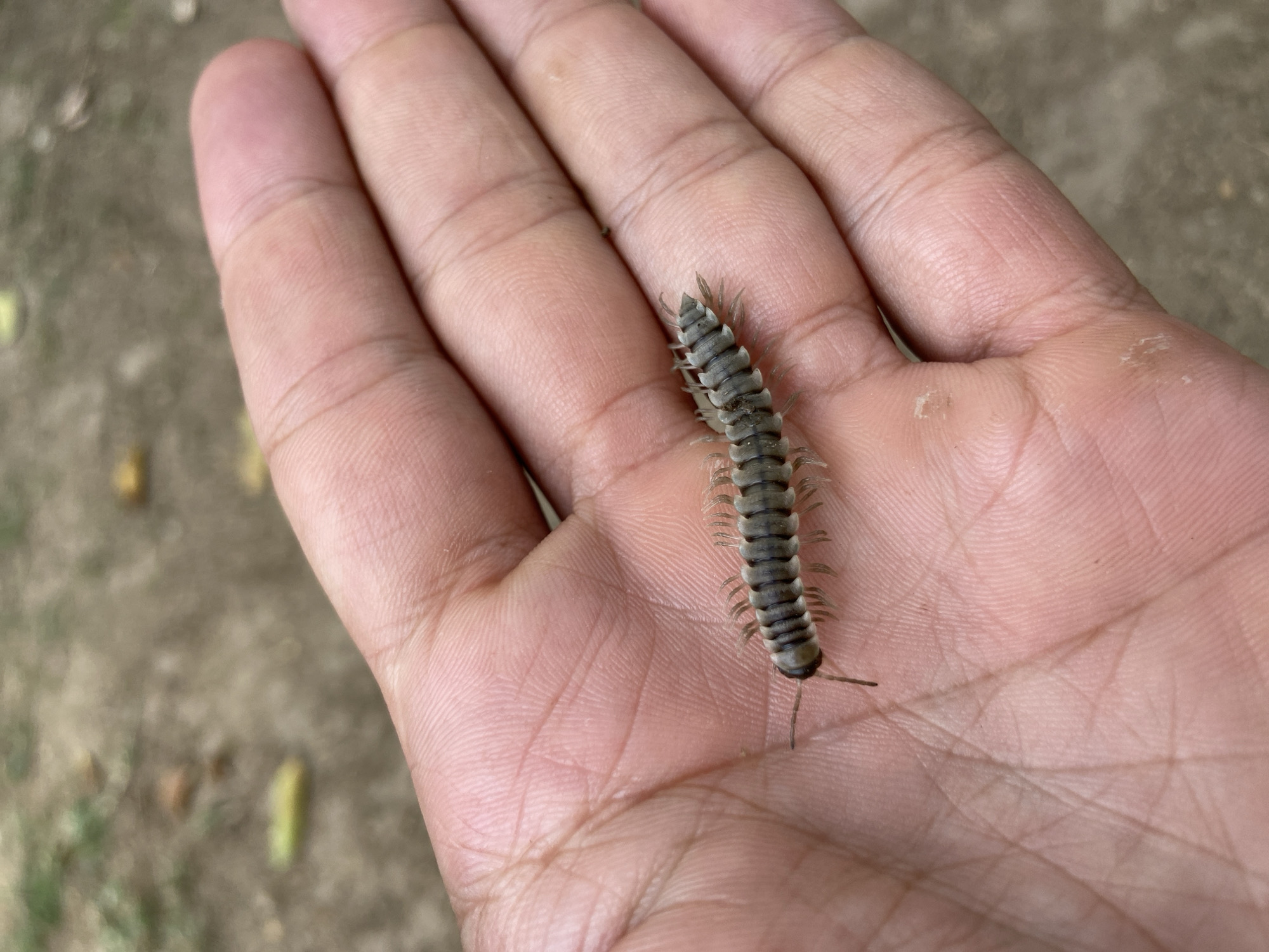 A hand rests palm-upwards, holding a gray-striped millipede. The background is blurred, suggesting an outdoor setting. There is no definitive indication of Los Velásquez, Venezuela.