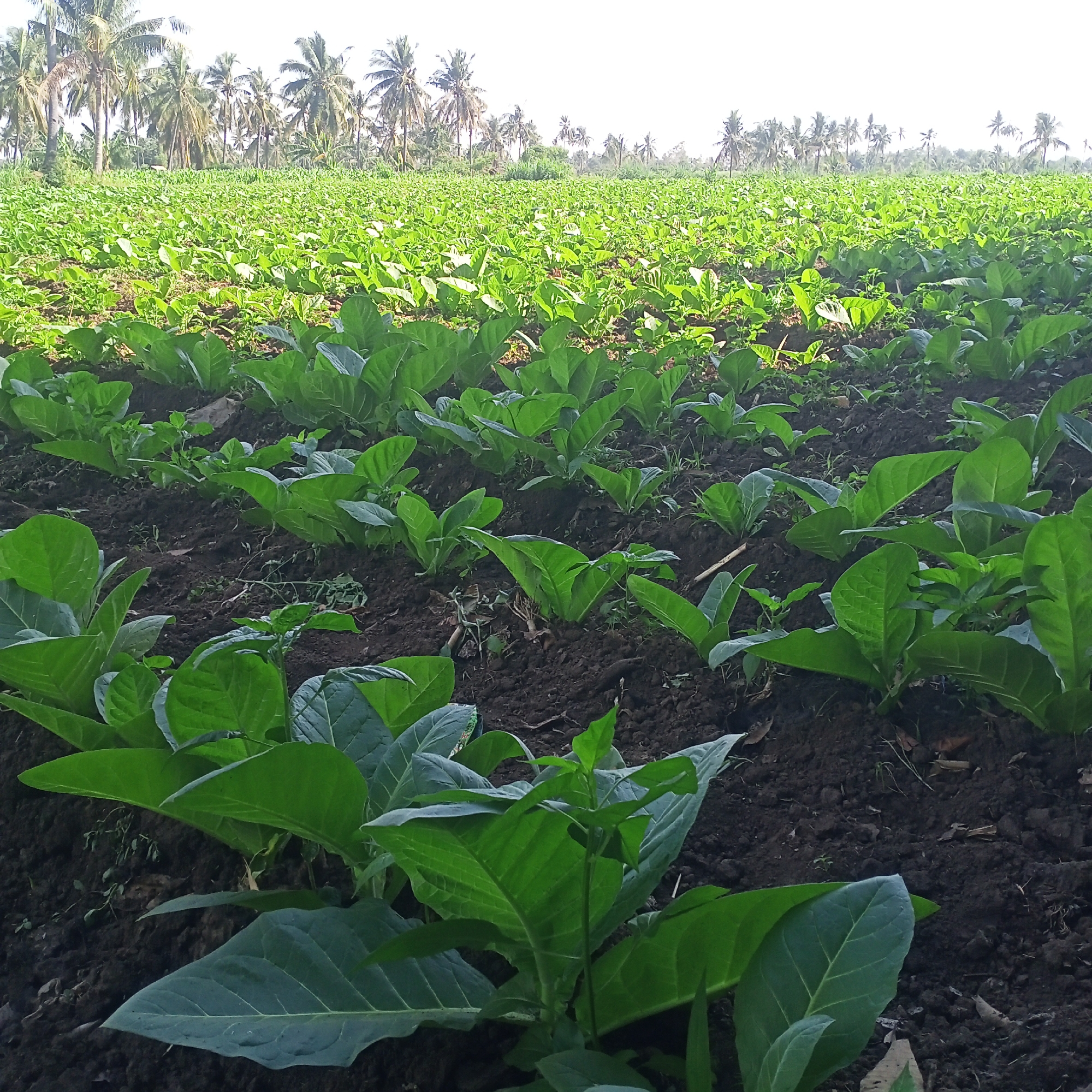 The image depicts a wide, cultivated field of young tobacco plants in rows under a bright, overcast sky. In the background, a dense line of coconut palm trees marks the edge of the field, suggesting a tropical or subtropical location. The foreground shows the dark, rich soil with lush green tobacco leaves of varying sizes, indicating a healthy crop. The overall scene is one of agricultural production in a rural Indonesian setting, likely in or around Kedung Dowo, Indonesia, given the mention of the location. There are no people visible in the image.