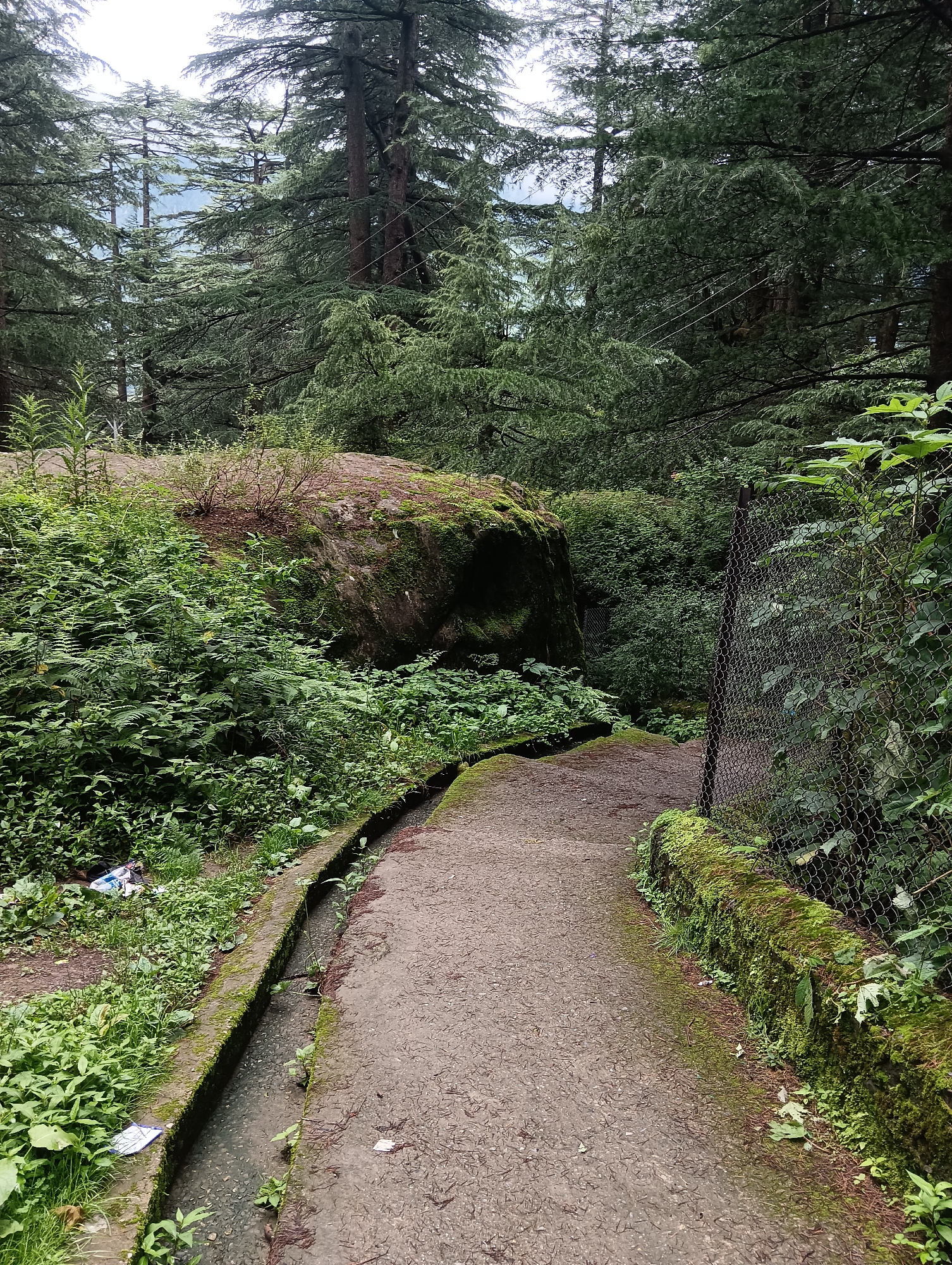 The image depicts a pathway winding through a dense forest in Manali, India. The pathway, paved with dirt and pebbles, curves to the right, bordered by a moss-covered concrete channel on the left and a chain-link fence on the right. Lush green vegetation, including ferns and small shrubs, grows profusely on both sides of the path. A large, moss-covered boulder is situated to the left of the pathway, partially obscured by the dense foliage. Towering cedar trees dominate the background, their branches forming a thick canopy overhead. The sky is overcast, contributing to the diffused, natural light of the scene. The overall impression is one of a serene, natural environment within the forest.