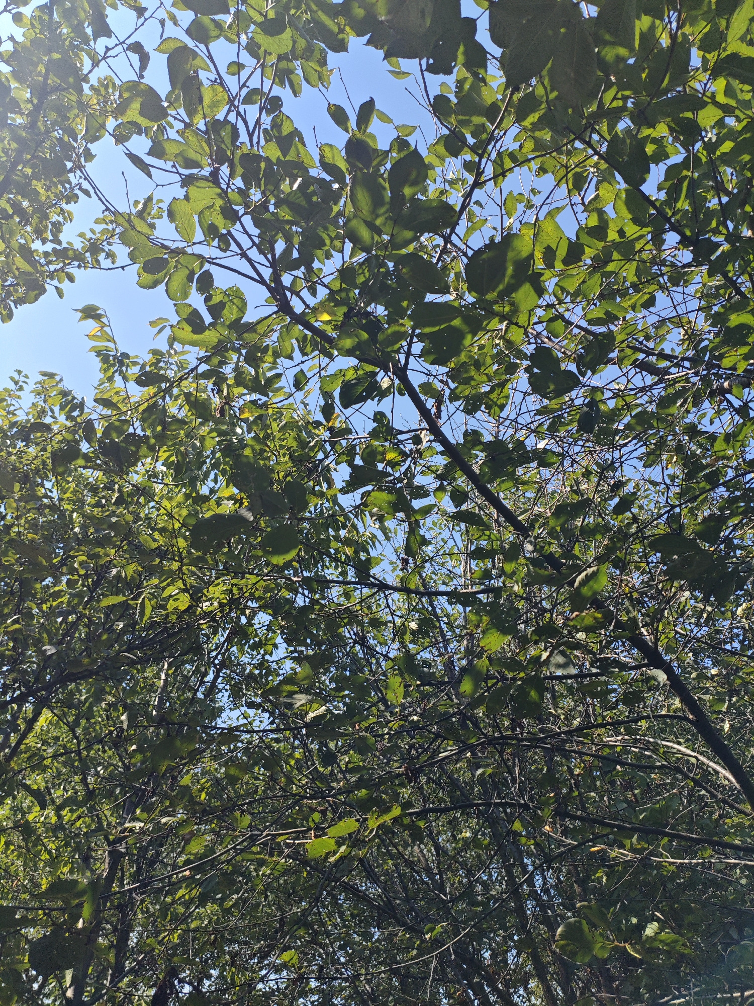 The image shows a dense canopy of green leaves and dark branches against a clear blue sky. The view is looking upwards, suggesting the perspective of someone standing beneath the trees. Sunlight filters through the leaves, creating dappled patterns of light and shadow. The leaves are varied in size and shape, some appearing to be damaged or have holes. The branches are thin and intertwining, forming a complex network. The overall impression is one of lush, natural foliage. No people or specific landmarks are visible.