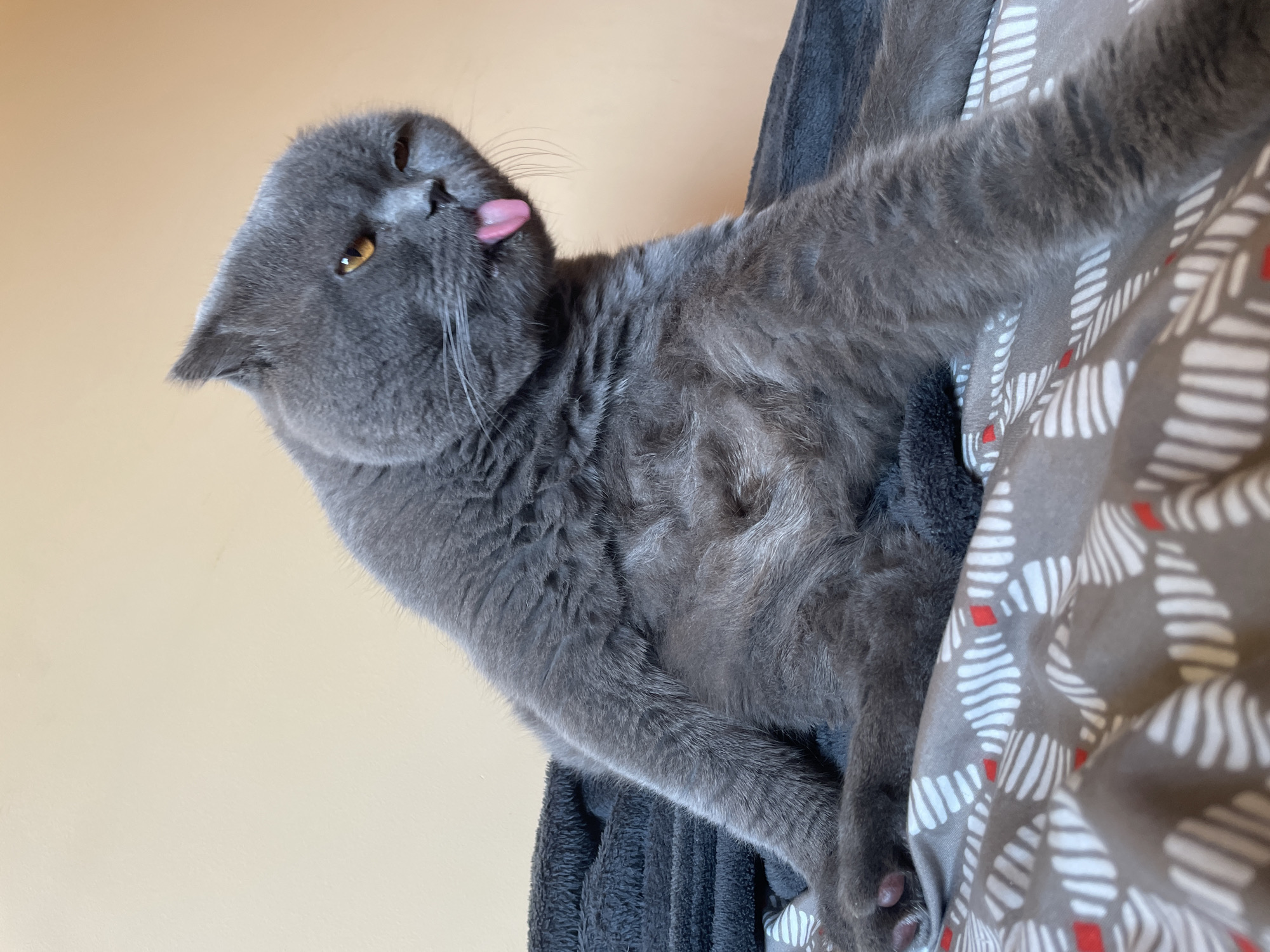 A grey British Shorthair cat is sitting on a bed with its tongue sticking out. The cat's eyes are open and its head is tilted to the right. The background is a plain, light-colored wall. The bed is covered with a patterned blanket.