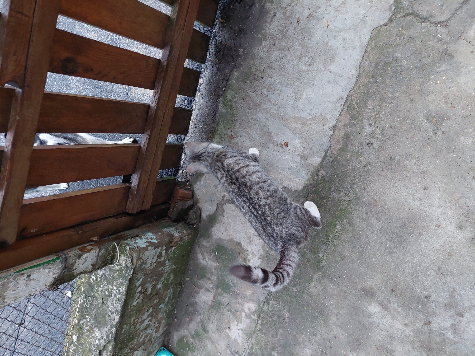 The image captures an outdoor domestic scene, understood to be located in Orhei, Moldova. A short-haired, grey tabby cat, displaying white fur on its paws and a distinctively striped tail with a dark tip, is observed walking left-to-right across a worn, cracked, and moss-stained concrete surface. The cat's posture and direction of movement are oriented towards a dark brown wooden fence, constructed from vertical slats. Through the gaps between these slats, the black and white fur and a single white paw of a canine, consistent with a Siberian Husky, are partially visible, suggesting an interaction or mutual observation between the two animals. Adjacent to the left side of the wooden fence, a deteriorating concrete wall, partially covered in green moss and faded green paint, supports a rusty chain-link fence. The ground beyond the wooden fence appears to be a grey, granular surface, likely asphalt or gravel. Small debris, including pebbles and organic matter, is scattered across the concrete in the foreground.
