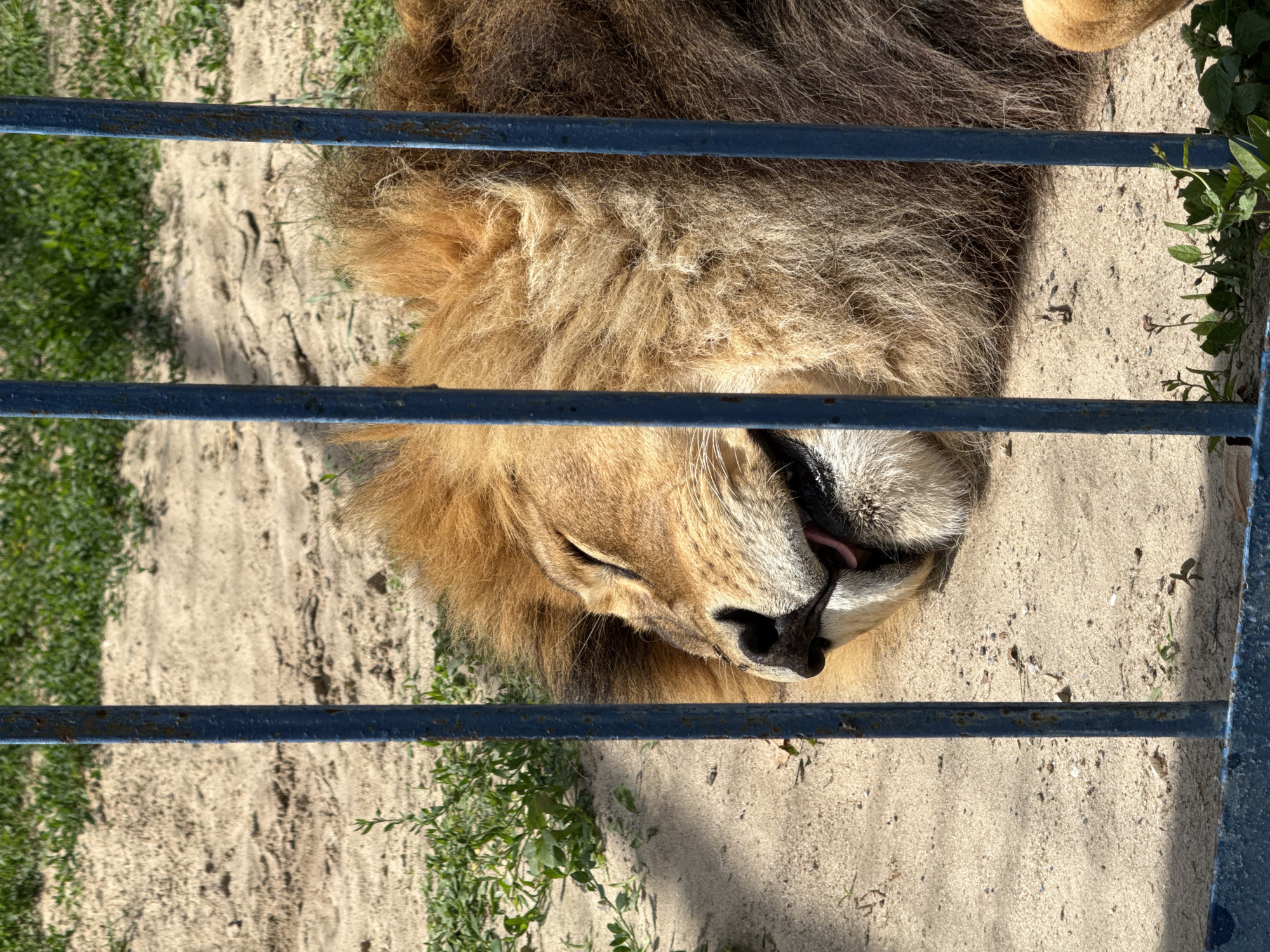 A lion is sleeping on sandy ground behind blue bars. The lion is on its side with its head resting on the sand, its mouth slightly open. The lion has a large, brown mane and its fur is golden brown. The background consists of sand with some patches of green grass and vegetation. The blue bars are vertical and spaced apart, partially obscuring the lion. The scene appears to be an enclosure, possibly in a zoo or wildlife park. The location is identified as Котово, Russia.