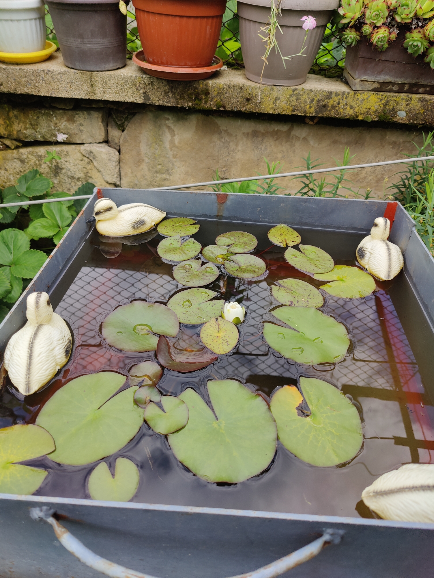 The image depicts an outdoor scene in Borovtsi, Bulgaria, centered on a dark grey, rectangular container functioning as a shallow, artificial pond. The container is filled with dark water, reflecting a wire mesh pattern from an unseen overhead or background structure. Floating within the water are numerous green water lily pads of varying sizes, some exhibiting yellowed edges or dark marks, and several bearing visible water droplets. A single white water lily bloom, partially open, is situated among the pads. Three cream-colored, textured decorative duck figurines with black accents are positioned within the water; one is in the upper left corner, another in the upper right, and a third in the lower right, partially submerged.
Behind the container, a roughly stacked stone wall, with visible mortar lines and patches of green moss and lichen, forms a raised platform. On top of this wall, several potted plants are arranged. From left to right, these include a white fluted pot on a yellow saucer, a dark grey ribbed pot, a terracotta pot on a matching saucer, a dark grey pot containing a trailing plant with a small pink flower, and a dark brown pot holding a cluster of green succulent plants (likely Sempervivum).
Further behind and below the stone wall, additional green foliage is visible, including what appears to be strawberry plants on the left and various wild grasses or garden plants. The overall environment suggests a maintained garden or patio area.