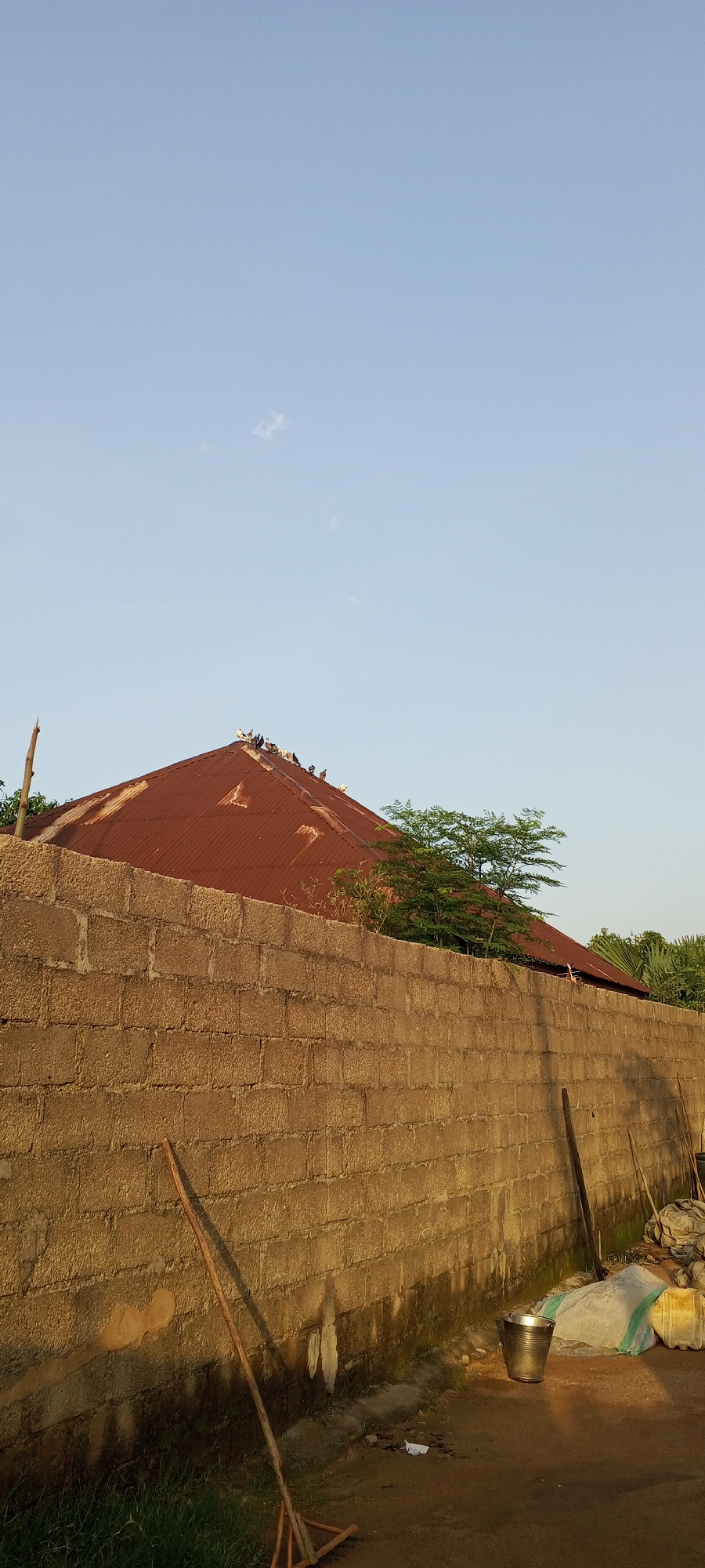 A flock of pigeons is perched on the rusted corrugated metal roof of a building. A tan cinder block wall runs horizontally across the foreground, casting a shadow. In the lower right corner, a metal bucket and several large sacks are visible. To the left of the wall, a wooden rake leans against it. The sky above is a clear, pale blue with a few wispy clouds. This scene is located in Jalingo, Nigeria.