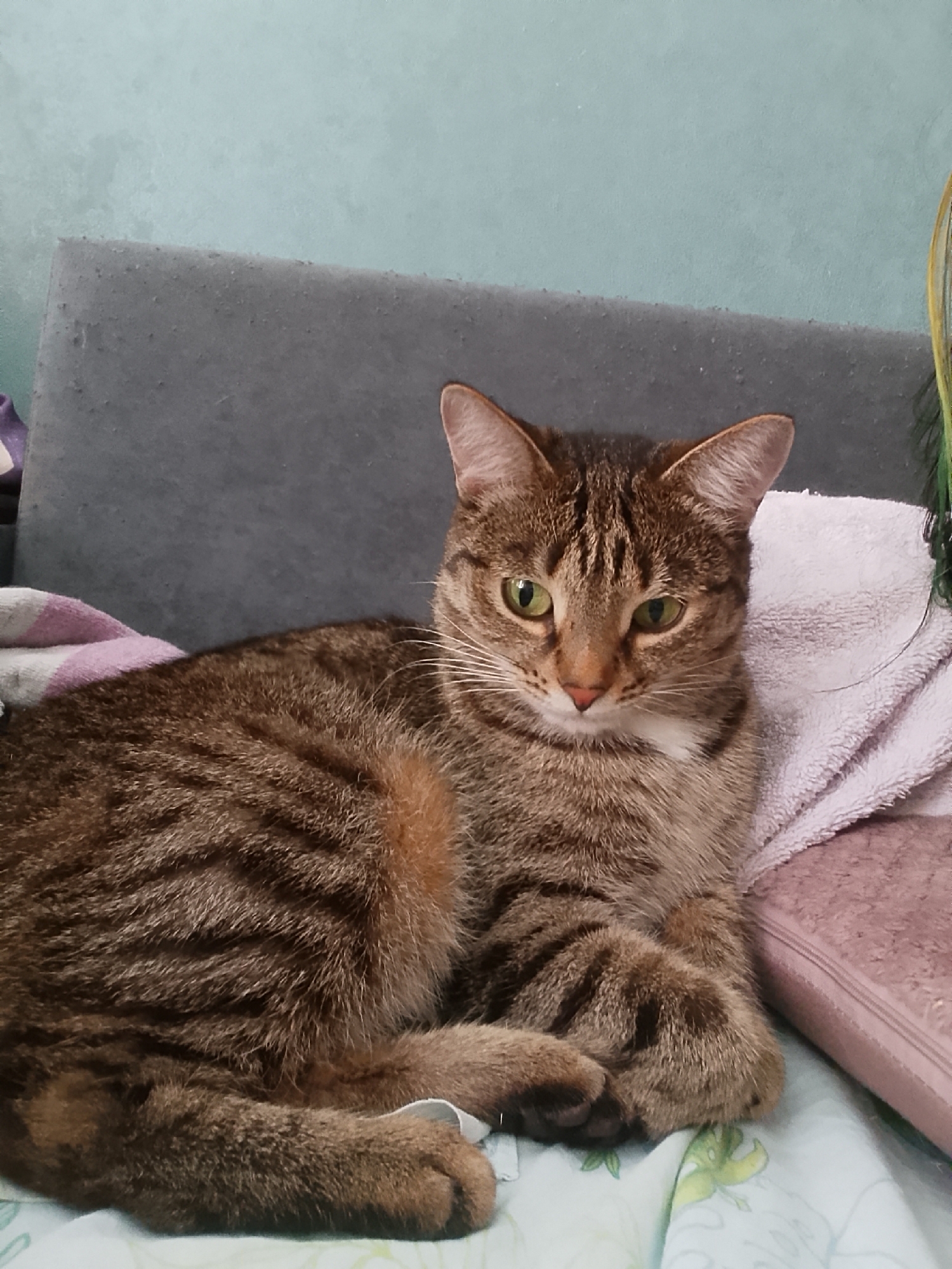 The image depicts a brown tabby cat lying down on a bed. The cat is positioned in the center of the frame, with its head turned slightly to the left. Its eyes are open and appear to be green in color. The cat's fur is primarily brown with darker stripes.
Behind the cat is a gray headboard, and a stack of bedding, including a white towel. The bedspread has a light-colored pattern.
There is no information about the location in the city of Chaikovsky, Russia. The image does not provide any information about people, actions, interactions, or the environment.