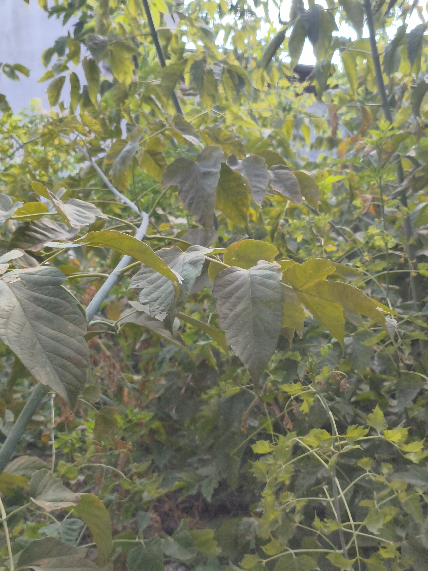 A close-up, vertical shot captures a tangle of green and brown foliage, predominantly leaves of varying sizes and shapes. A pale blue, vertical rod or stake is partially visible on the left, appearing to support or guide the plant growth. The leaves exhibit a mix of muted green and brown tones, with some appearing withered or discolored. The background is a blur of more greenery, suggesting a dense, natural setting. The image does not contain any identifiable individuals, animals, or structures. No specific landmarks or indicators of the city of Көксу, Kazakhstan are present in the scene.