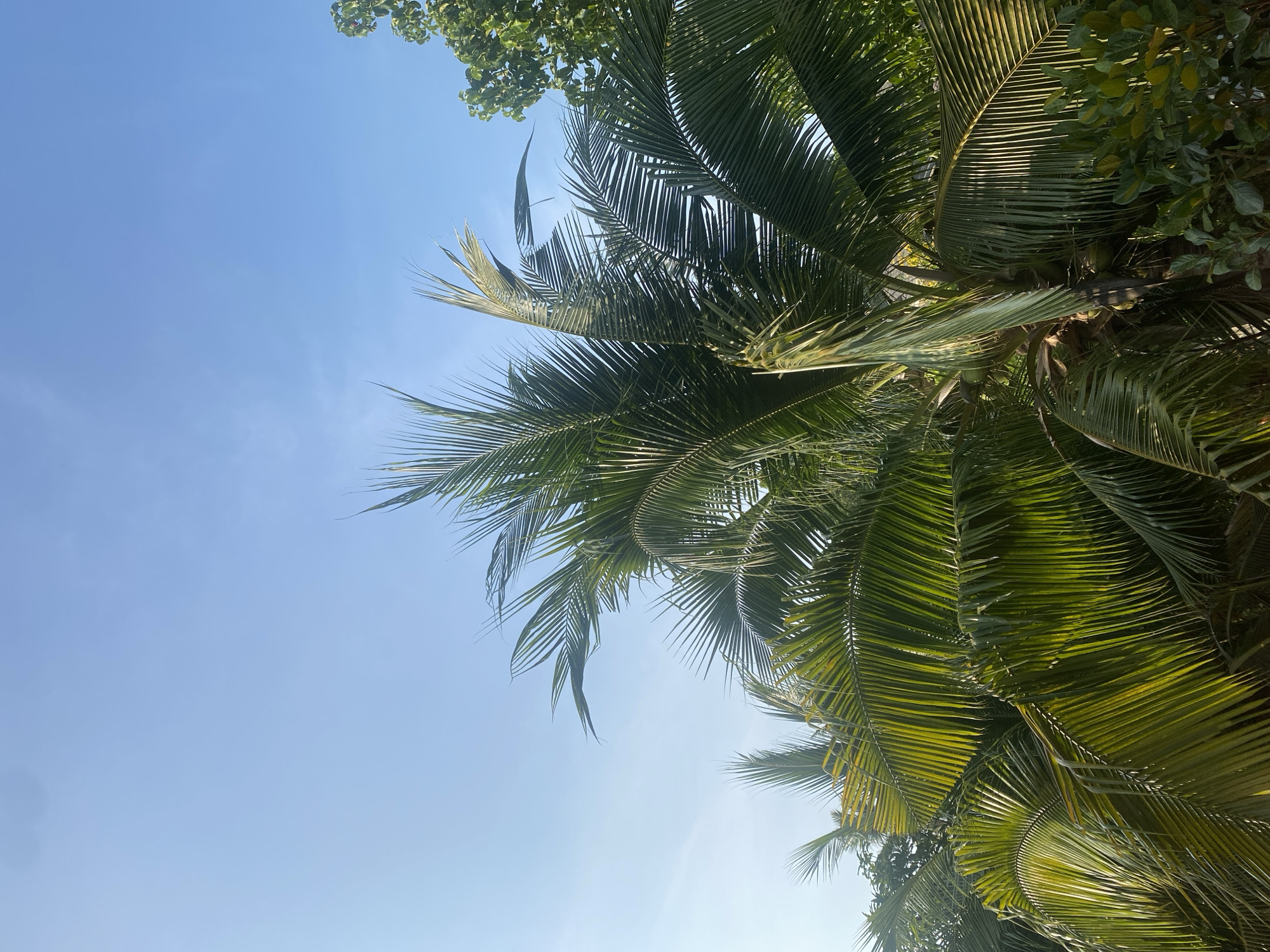 The image presents a vibrant, upward view through the canopy of tropical trees against a bright blue sky. Dominating the scene are the lush green fronds of several coconut palm trees, with their distinctive long, feather-like leaves fanning out across the frame. Sunlight filters through the dense foliage, creating illuminated sections and subtle shadows that highlight the intricate patterns and textures of the palm fronds.
In the upper portion and along the right edge, darker green, rounded leaves from another type of tree are visible, adding further depth to the verdant canopy. The sky, visible through gaps in the leaves, is a brilliant, clear azure, indicating a sunny day with no clouds. The strong, natural illumination suggests it is daytime, likely morning or early afternoon. The scene is devoid of any human presence, objects, or visible text, focusing solely on the natural environment. The prevalence of coconut palms strongly cues a tropical setting, consistent with the location of Baan Tai, Thailand, conveying a sense of peace and natural beauty.