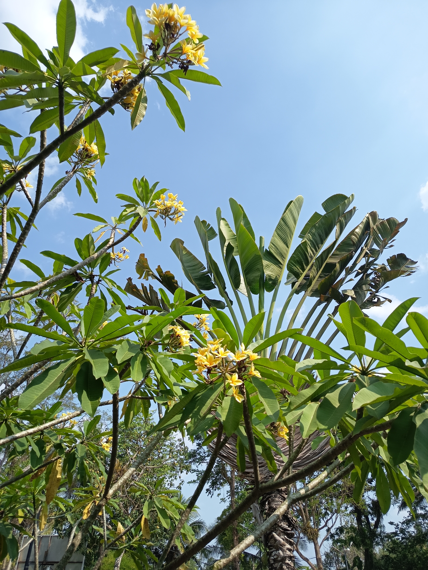 A low-angle shot captures lush green foliage and yellow frangipani flowers against a clear blue sky in Ngaglik, Indonesia. The foreground is dominated by the branches and leaves of a frangipani tree, with clusters of small, yellow blossoms. Behind this, the distinctive fan-like leaves of a traveler's palm tree spread upwards. The background consists of more trees and a patch of sky with wispy white clouds. The scene appears to be an outdoor garden or park.