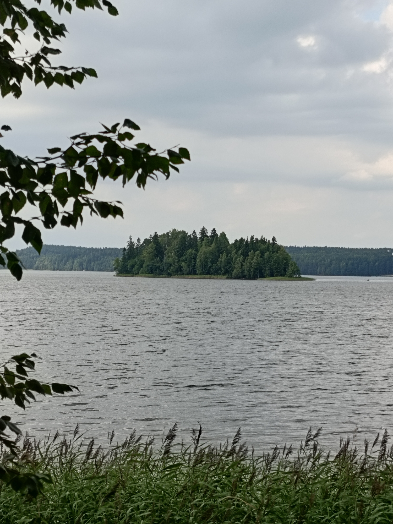 The image depicts a serene lake scene. In the foreground, reeds and grass line the water's edge, with dark green leaves of a tree branch extending into the upper left quadrant of the frame. The lake's surface is rippled, reflecting the overcast sky. Across the water, a dense, tree-covered island is visible, with a band of forest stretching across the horizon behind it. A sliver of what appears to be a distant shoreline is visible on the right. The overall impression is one of natural tranquility. The scene is not set in the city of Zerkal'nyi, Russia; it is a generic natural landscape.