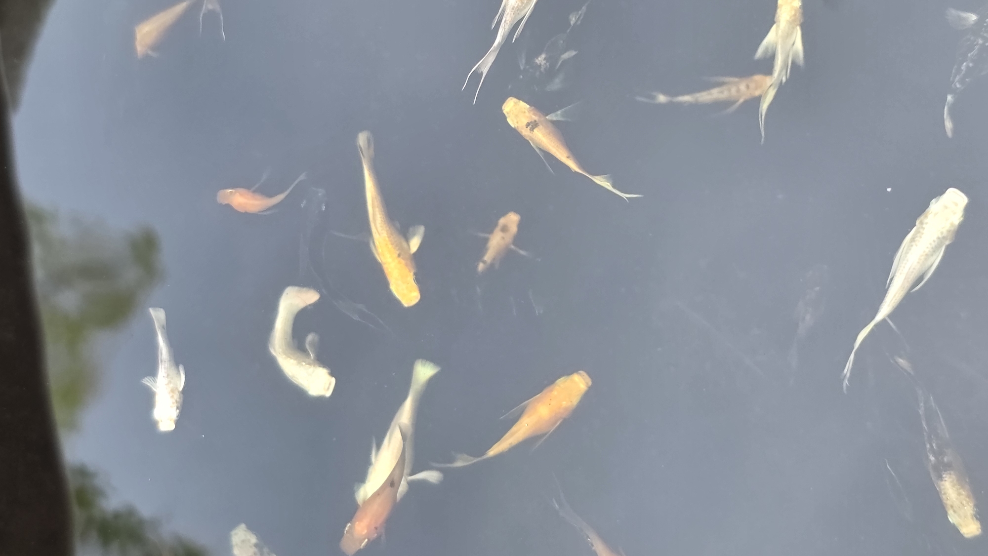 The image shows a group of koi fish swimming in a dark-colored pond or container. The fish vary in color, with shades of orange, yellow, and white. The setting appears to be outdoors, as suggested by the natural light and reflections on the water surface. There's no evidence in the image to associate this pond with the city of Lhokseumawe, Indonesia. The image focuses primarily on the fish and their immediate aquatic environment.