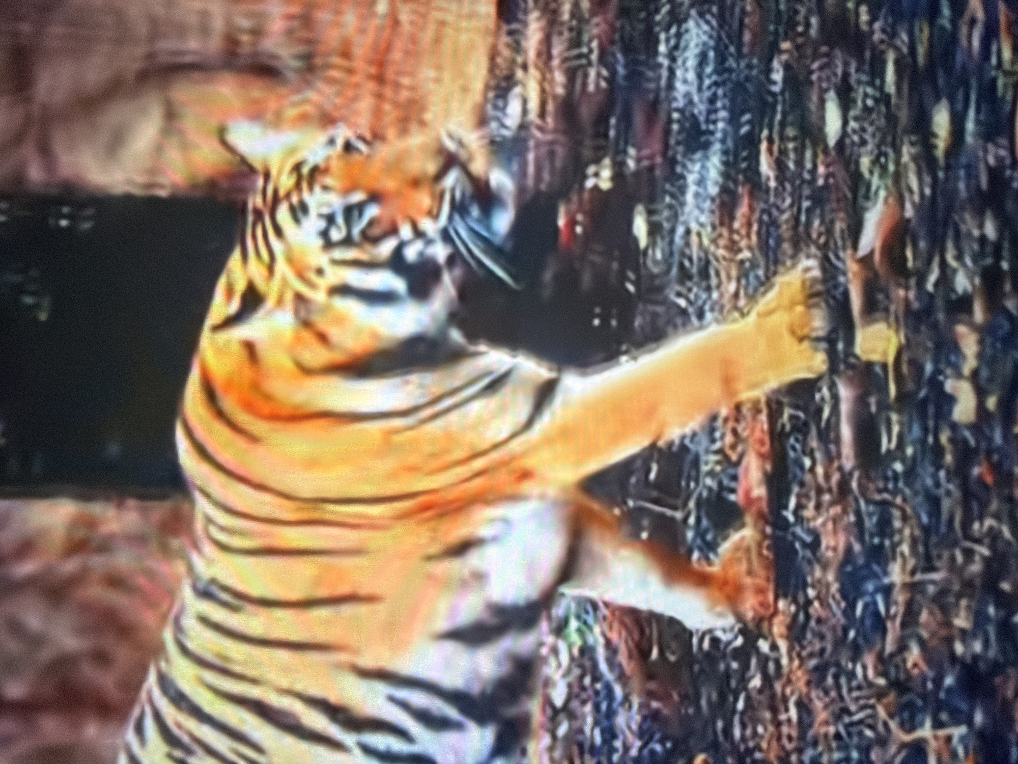 A tiger walks across a forest floor. The tiger is orange with black stripes, and it is carrying a dark object in its mouth. The forest floor is covered with leaves and debris. The background is out of focus, but it appears to be a forest with trees and some rocks. The image is a photograph. The location is not in Wildwood, United States; it is a wild animal in its natural habitat.