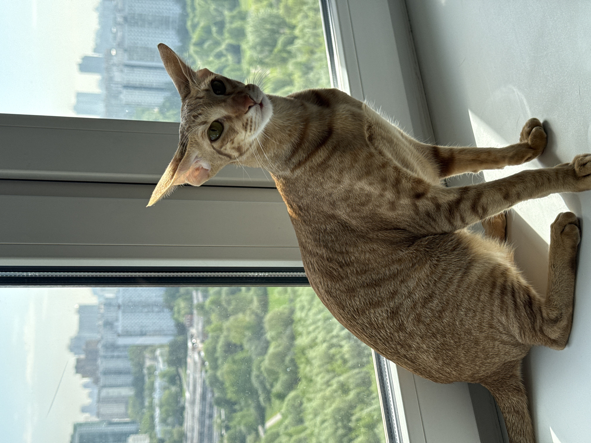 A tan, tabby cat with green eyes is perched on a white windowsill, looking back over its shoulder toward the camera. The cat is in a high-rise building with a large window that overlooks a cityscape. Buildings and trees can be seen outside the window. Based on the city skyline and the presence of a railway line amidst greenery, it is likely that the location is in Khimki, Russia. Sunlight is streaming in through the window, casting shadows on the sill and the cat.