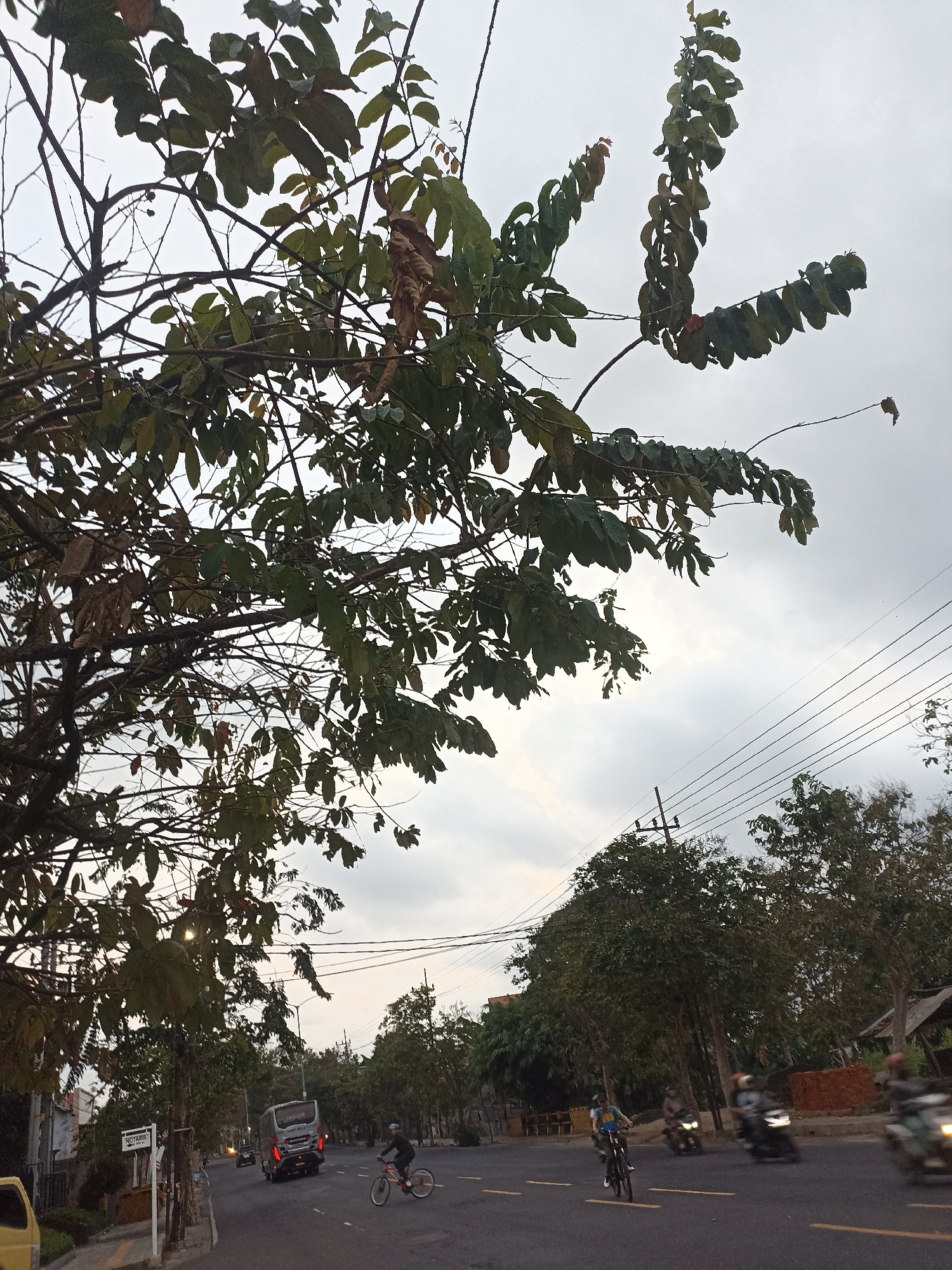 This image captures a street scene in Mojopanggung, Indonesia, under a cloudy sky. In the foreground, a tree with dark branches and green and brown leaves partially obscures the view. The road is paved with asphalt and marked with yellow lines. A cyclist in a blue shirt and black helmet rides on the right side of the road, while a grey bus with its taillights illuminated drives in the same direction. Several motorcycles with illuminated headlights are also visible on the road, some with riders. In the background, a line of trees with dense foliage lines the street, and utility poles with electrical wires are present. Buildings, including a yellow vehicle, a sign that reads "NO PARKING," and construction materials like brick stacks, are visible on the left and right sides of the road. The overall atmosphere appears to be that of a moderately busy street in a tropical or subtropical environment.