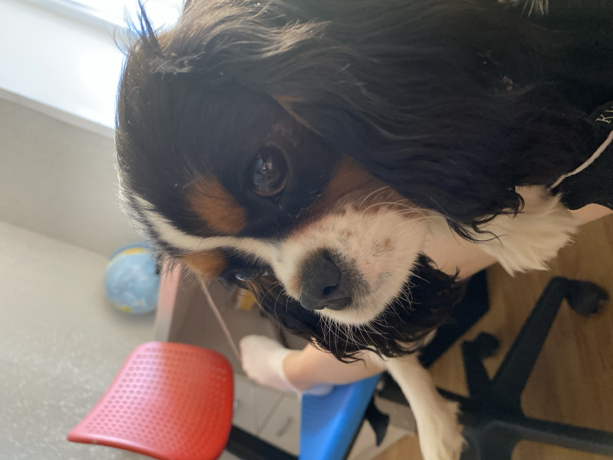 A close-up, low-angle view captures a Cavalier King Charles Spaniel. The dog, primarily black and tan with white markings on its face and chest, dominates the frame. Its head is tilted, with one eye visible and focused towards the camera. The dog is positioned above what appears to be a desk or table.
In the background, partially obscured by the dog and furniture, is a light-colored wall with a blue and yellow globe. Below the dog, a red plastic chair, a blue surface, and a black office chair base are visible. The flooring is wood. A gloved hand is also in the picture.
The city of Votkinsk, Russia is not discernible from the image.