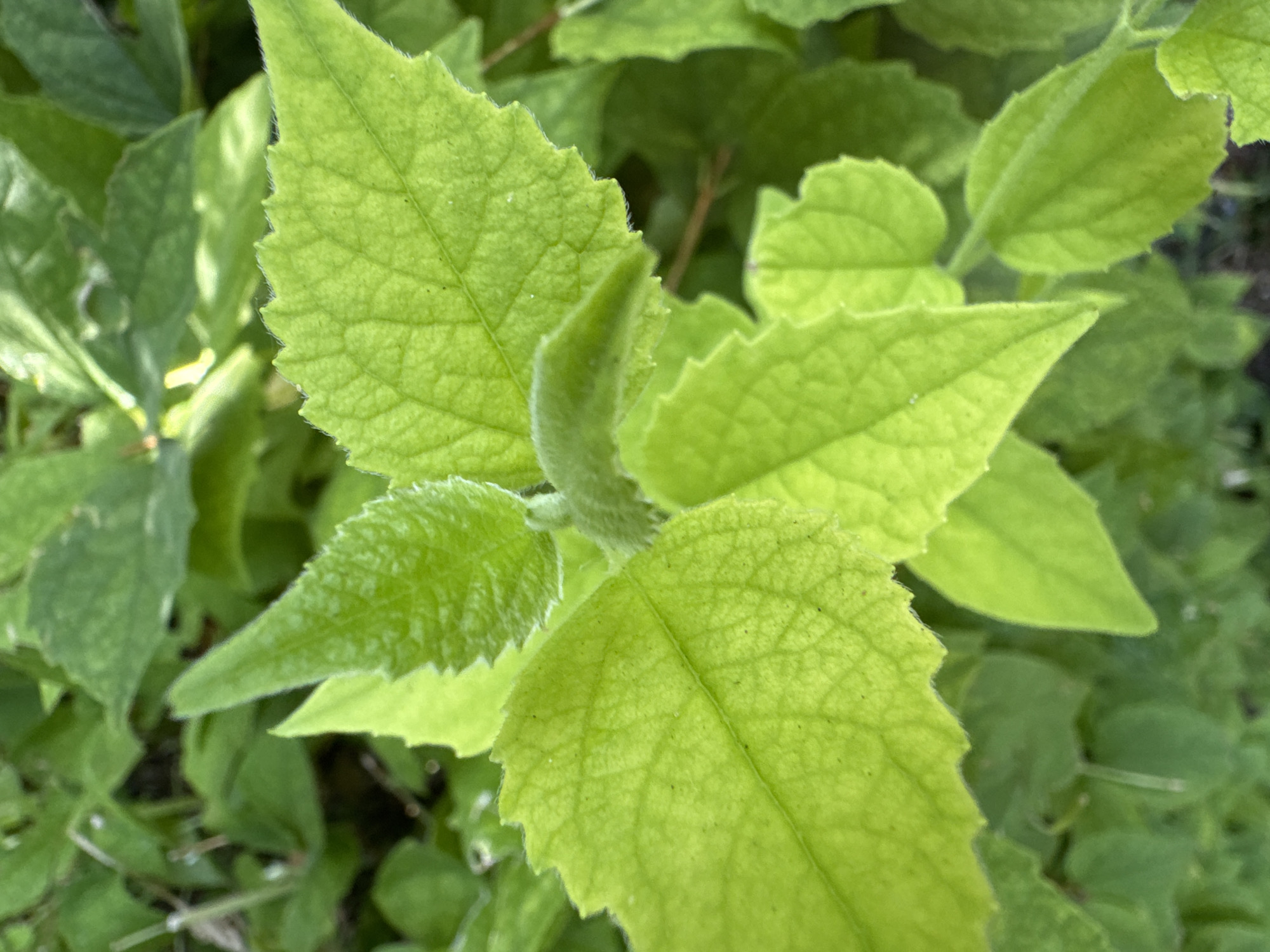 The image is a close-up, top-down shot of vibrant green leaves bathed in natural light. The leaves are of varying sizes and shapes, with visible veins and slightly serrated edges. Some of the leaves appear fuzzy along the edges and stem. The background is a blur of more green foliage, suggesting an outdoor setting. The image does not contain any discernible landmarks or clues that would allow for specific location identification within Burgas, Bulgaria, or any other city. There are no people, animals, or discernible objects other than the plant itself.