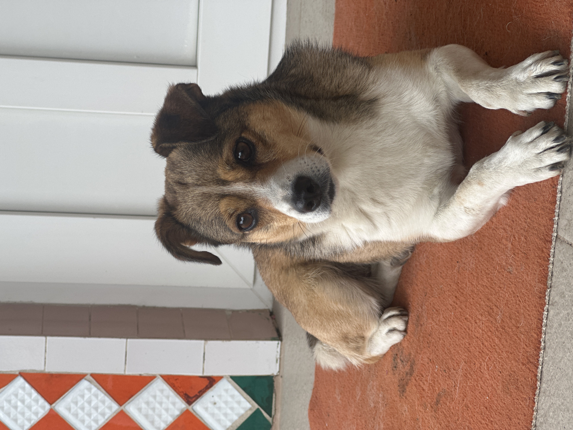 A medium-sized dog with brown and white fur lies on an orange rug. The dog is looking towards the viewer with its head slightly tilted. The background shows a white door and a wall with decorative tiles in orange, white, and green. The scene appears to be outdoors, possibly on a porch or near an entrance. There are no people or other animals visible in the image. The location is not identifiable as Makiv, Ukraine from the image alone.