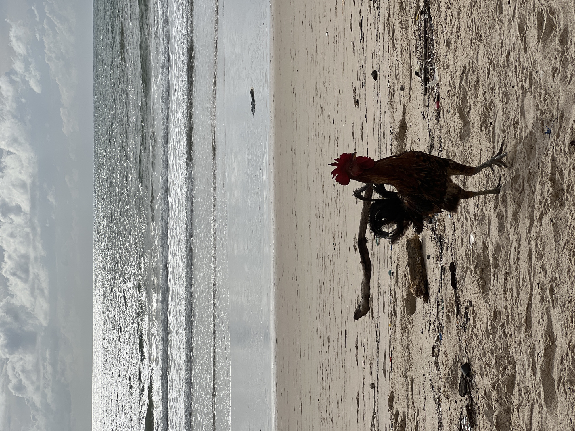 A rooster stands on a sandy beach with the ocean in the background. The rooster is brown and black with a red comb and wattle. It is facing to the left and its legs are spread apart. The beach is littered with debris, including driftwood and plastic. The ocean is calm with small waves. The sky is cloudy. The location is a beach in the city of Choeng Thale, Thailand.
