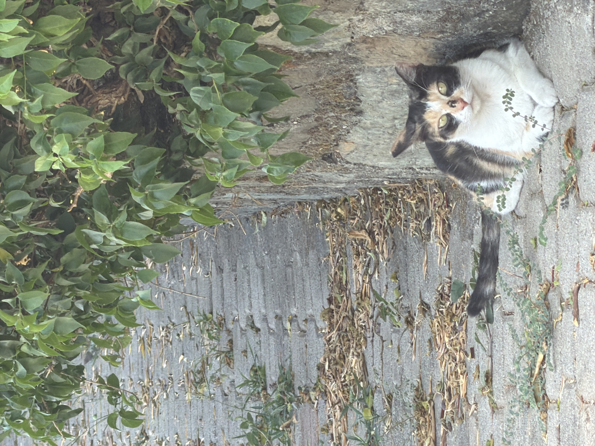 A calico cat with green eyes and black and white markings sits on a paved walkway shaded by green foliage. The walkway is made of grey interlocking bricks and is covered with scattered dry leaves and small green plants. The cat is positioned to the right of the frame, leaning against a rough stone wall. Its front paws are tucked neatly beneath its chest. The background shows more of the paved walkway extending into the distance, also with fallen leaves and vegetation. The image appears to be taken outdoors in a natural or semi-natural urban setting.