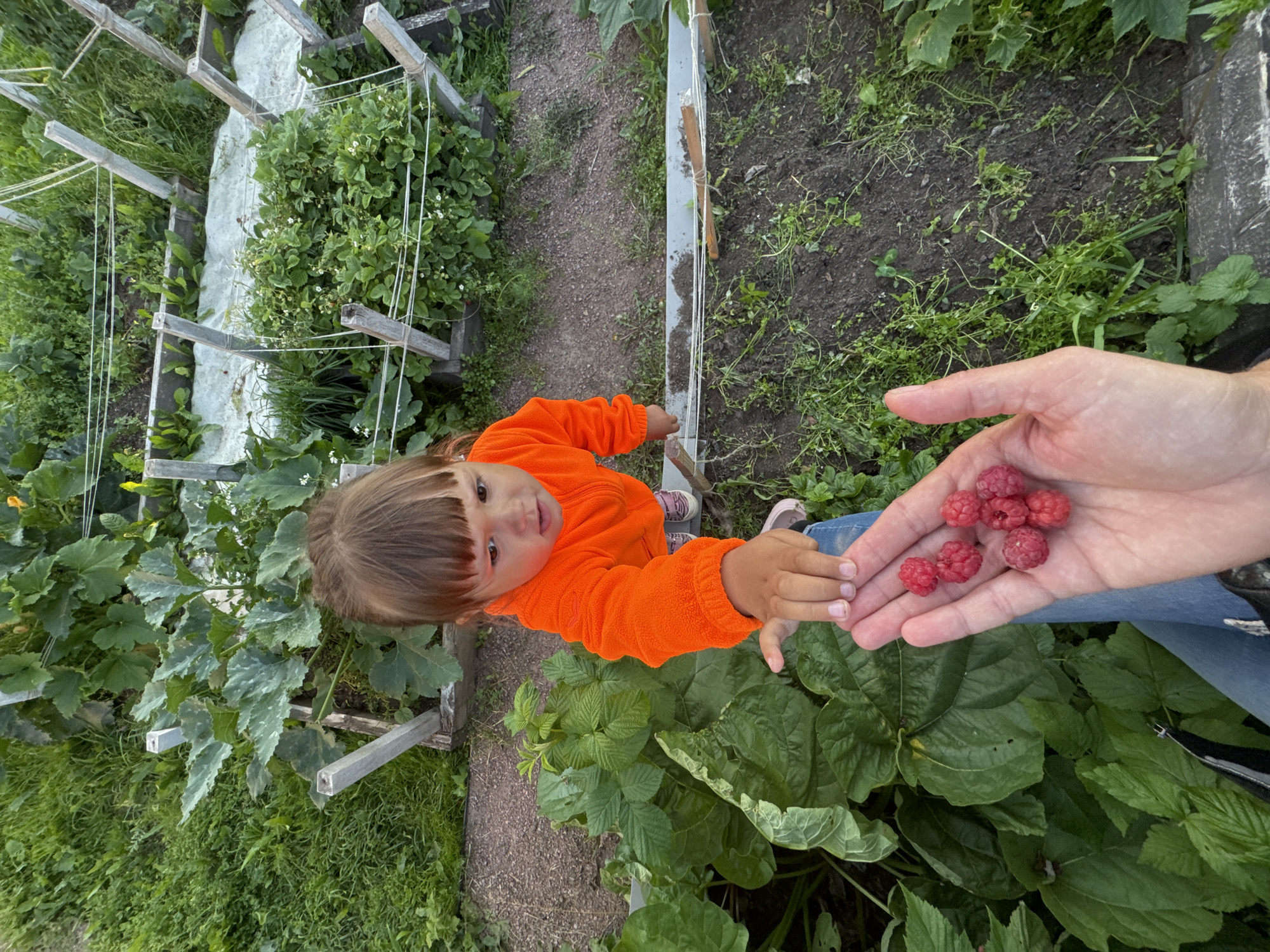 A young child in an orange fleece jacket is offering raspberries from their hand to another person's open palm, which holds several raspberries. They are in a garden with raised beds containing various plants, including what appear to be squash and strawberry plants. The ground is a mixture of dirt and gravel, with lush green foliage surrounding the garden beds. This scene is located in the city of Kempelevo, Russia.