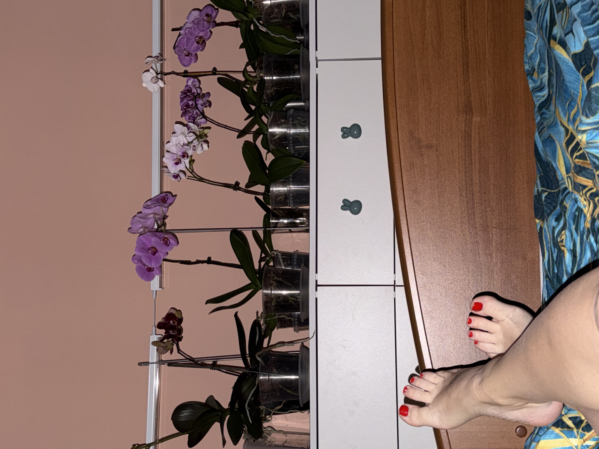 A room in Chaikovsky, Russia, features a peach-colored wall beside a tiered shelving unit displaying orchids in clear cylindrical pots. The unit is framed by a white panel with rabbit-shaped knobs. Next to it is a brown wooden dresser. A person's legs and feet, with red nail polish, are positioned in the lower right corner of the image, resting on the dresser and partially covered by a blue and gold patterned fabric.