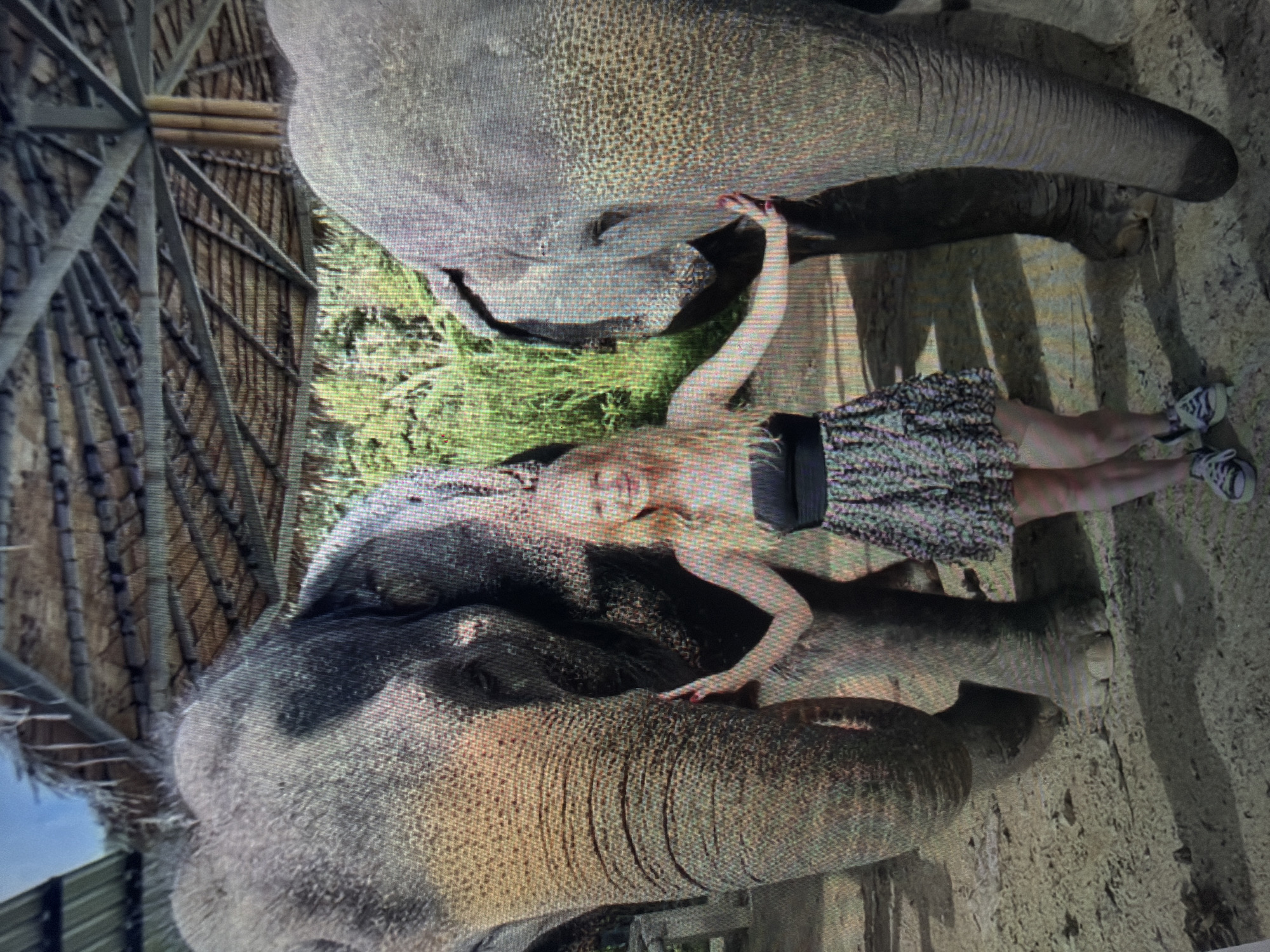 The image depicts a scene located in Shumen, Bulgaria, featuring one person and two elephants under a large thatched roof structure.
A Caucasian female, appearing to be a young adult, with long blonde hair and a smiling expression, stands centrally between two large elephants. She is wearing a black strapless top, a tiered skirt with a black and white abstract pattern, and black and white sneakers. Her fingernails are painted red. She is positioned with her right hand gently resting on the side of the elephant to her left, and her left hand resting on the side of the elephant to her right.
The two elephants are large, gray-skinned animals, consistent with Asian elephant species, exhibiting textured skin. The elephant on the left faces partially towards the viewer, its trunk clearly visible extending downwards. The elephant on the right is seen in profile.
The environment includes a dense background of lush green tropical-like foliage. Overhead, a wide, multi-faceted thatched roof, supported by a network of wooden or bamboo beams, provides shade. The ground is composed of bare earth or sand, with distinct shadows visible, indicating bright overhead lighting.