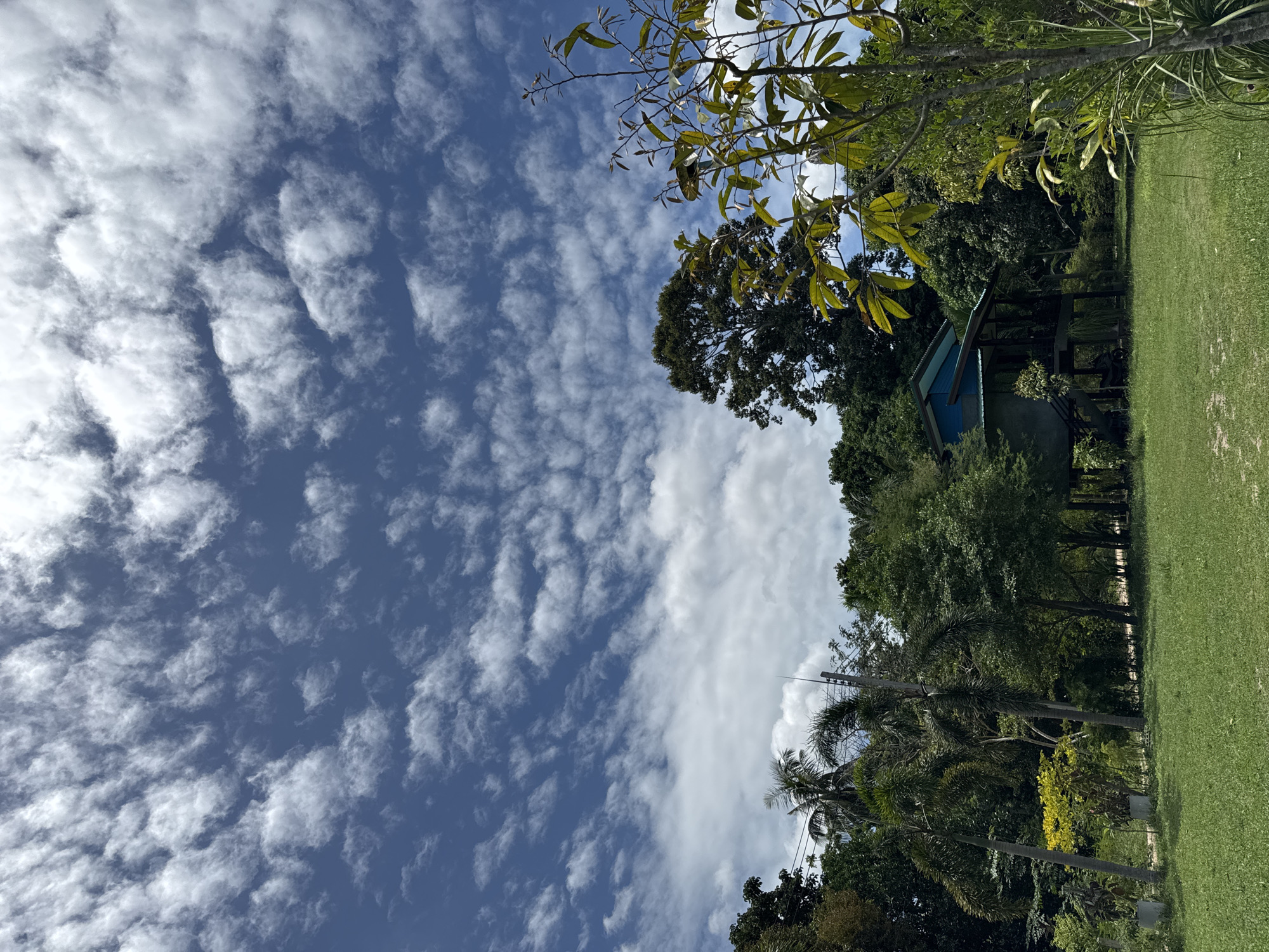 The image shows a daytime view in ตำบลเกาะพะงัน, Thailand. A large portion of the sky is visible, filled with scattered, fluffy white clouds against a blue background. On the right side of the image, there is a green grassy area, some trees, including a palm tree, and a small blue-roofed structure. An utility pole is visible among the trees. The image appears to be taken from a low angle, looking upwards. The scene conveys a natural environment with scattered development.