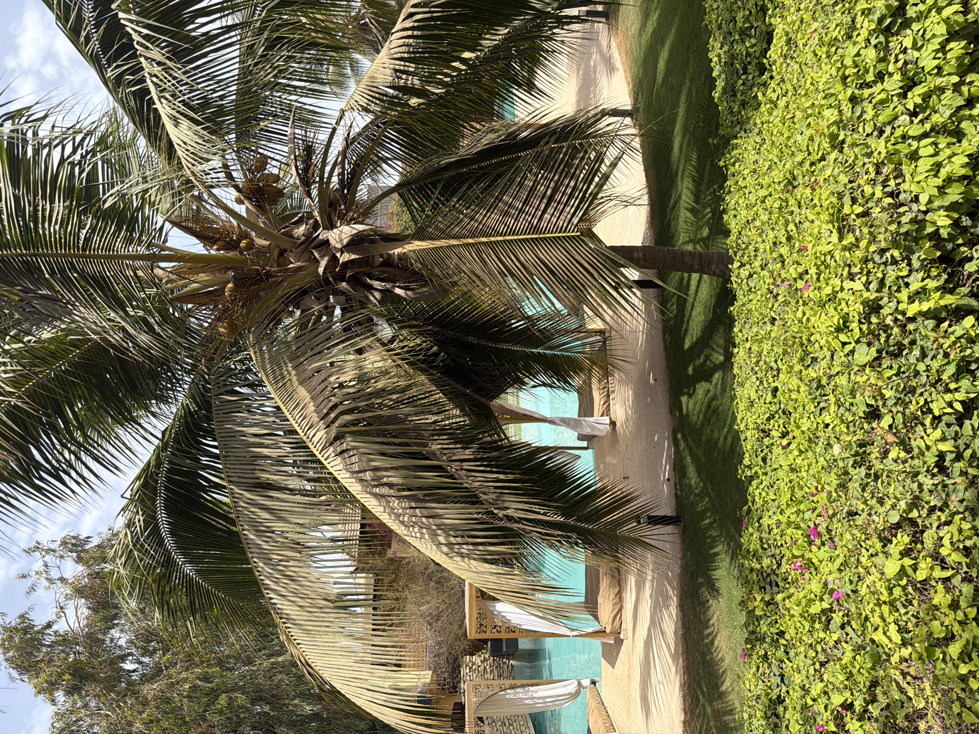 The image depicts a sunny outdoor scene likely in Saly Portudal, Senegal, based on the tropical vegetation. A mature coconut palm dominates the left of the frame, with visible coconuts. To the right of the palm is a manicured lawn bordering a vibrant green hedge containing small purple flowers. A swimming pool with cabanas featuring white curtains can be seen beyond the tree. A beige-colored walkway is adjacent to the grass, casting long shadows from the palm tree. In the lower-left corner, a glimpse of other trees suggests a broader landscape.