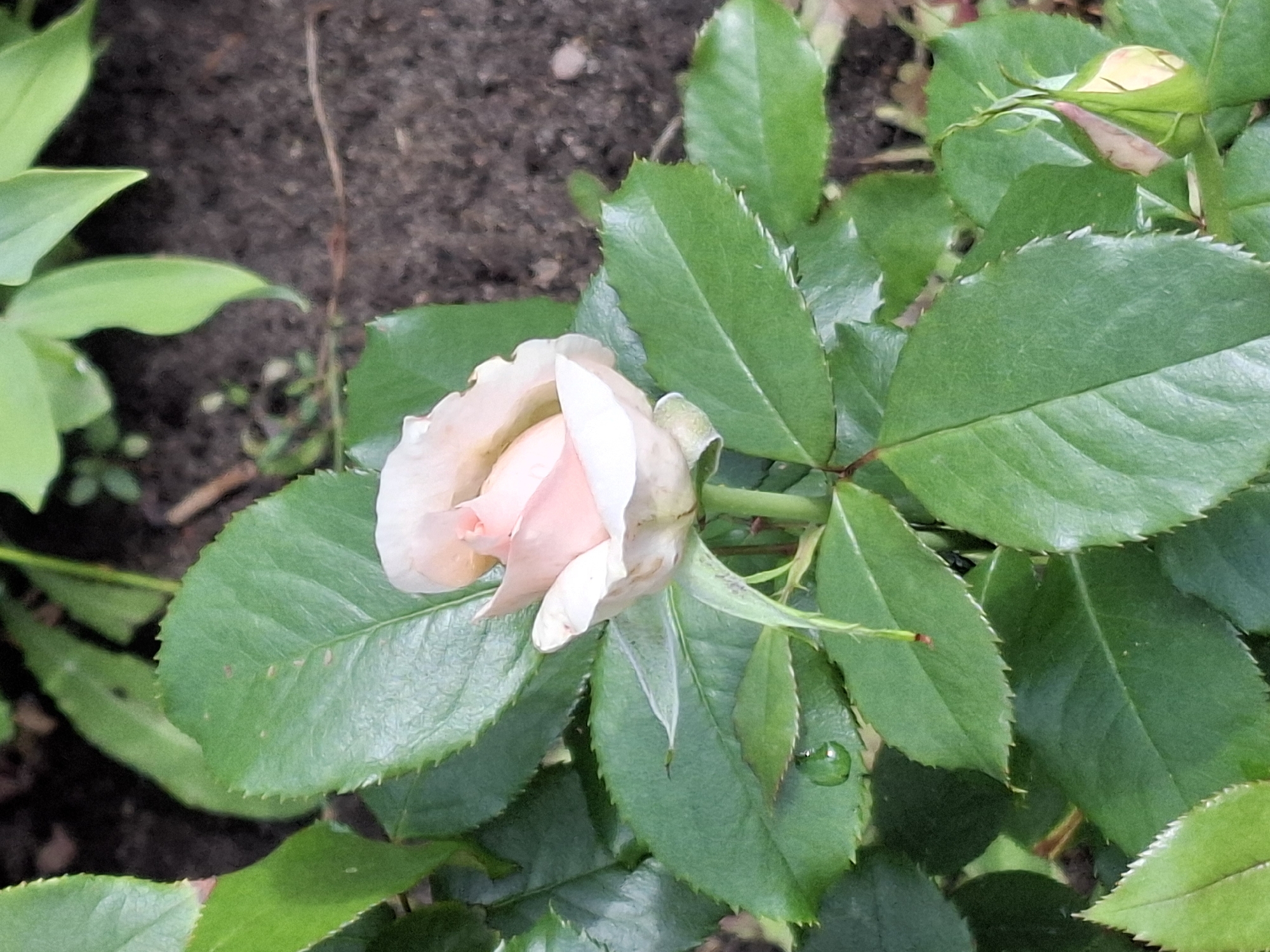 An overhead, eye-level, close-up shot focuses on a pale pink rosebud partially unfurled amongst dark green leaves. A single water droplet clings to a leaf to the left of the rose. The background is a blurry mix of dark soil and more out-of-focus foliage. A smaller, unopened rosebud is visible in the lower right corner.