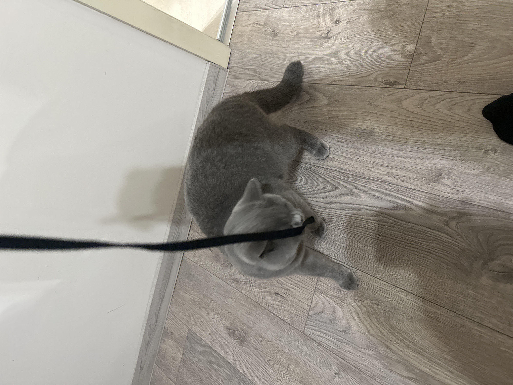 A grey cat is on a wooden floor, chewing on a black leash that hangs from above. The cat is on its side, with its head turned down towards the leash. The background is a white wall. The scene appears to be indoors.