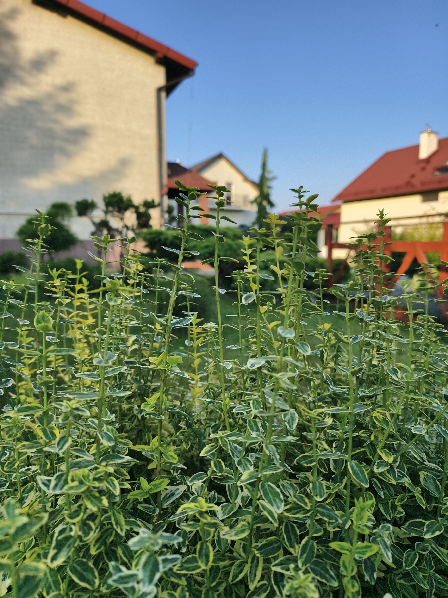 This image shows a close-up of a dense, green and variegated shrub with thin stems and small leaves. The shrub is in the foreground, with its branches and foliage filling the lower half of the frame. In the background, several houses with red tile roofs are visible. The sky is clear and blue. The scene appears to be a residential area, likely a garden or yard. The location is identified as Tczew, Poland.