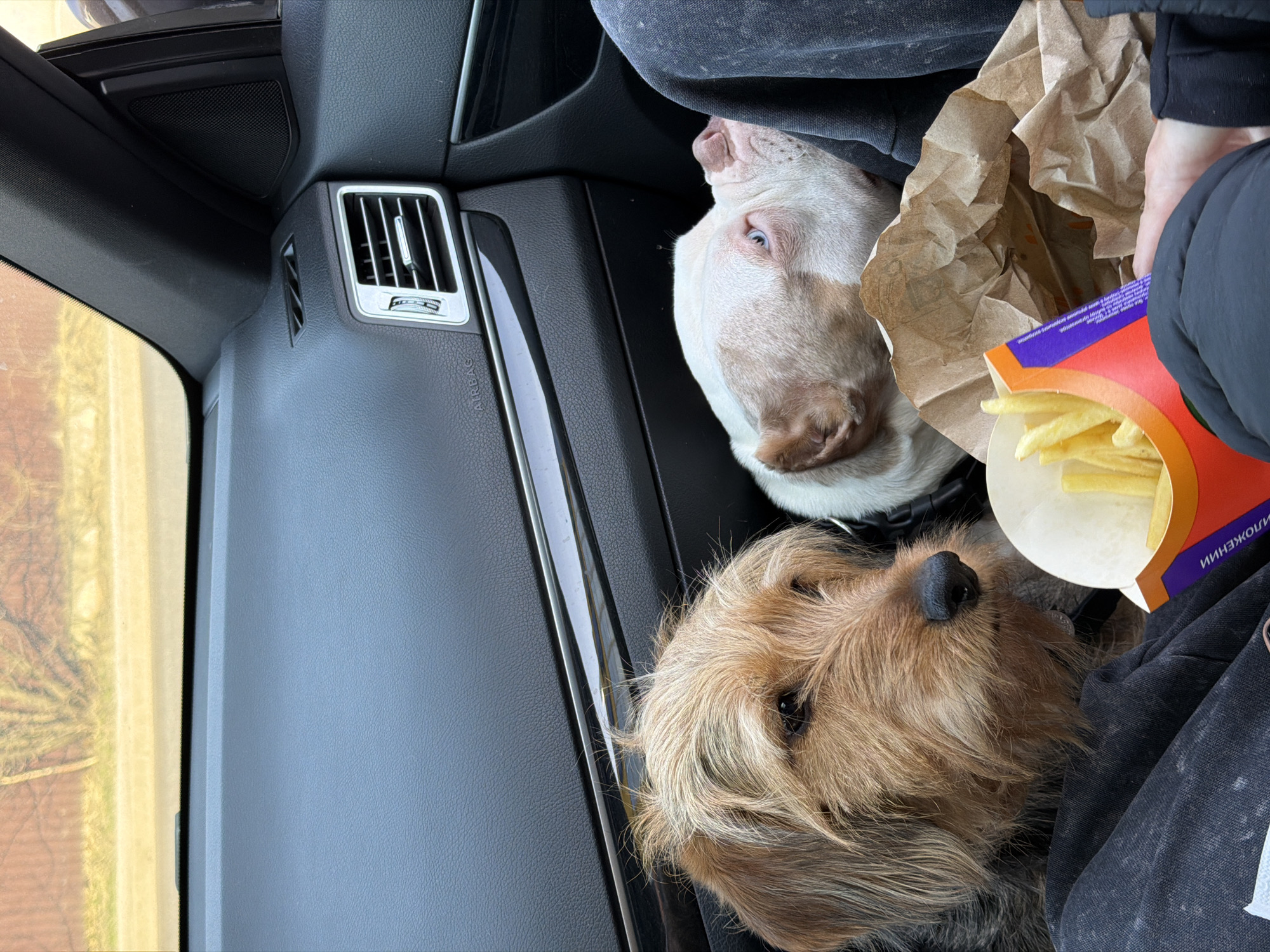 The scene is located inside the passenger compartment of a vehicle in Golikovo, Russia. Two dogs and a portion of a human are present. On the left, a medium-sized terrier-type dog with shaggy brown and tan fur is positioned, its head oriented towards the center and slightly downwards, observing a container of french fries. To its right, the head of a white dog with reddish-brown facial markings, light blue eyes, and a pink nose is visible, resting against dark fabric and facing upwards.
In the lower center, a red and orange fast-food carton filled with golden-brown french fries rests on dark clothing, consistent with sweatpants. To the right of the fries, a crumpled brown paper bag, indicative of fast-food packaging, is held by a human hand wearing dark clothing.
The vehicle's interior features a dark gray dashboard with a textured surface, an "AIRBAG" label, a silver-trimmed air vent, and a horizontal metallic accent strip along the door panel. Through the windshield, a blurred outdoor environment is visible, including a reddish-brown fence or wall, sparse vegetation, and a light-colored ground surface. The lighting suggests daylight conditions.