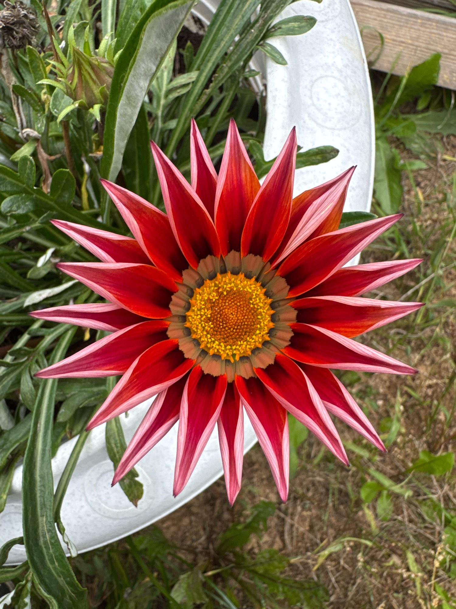 A single, vibrant red and yellow gazania flower is the central subject of this high-angle, eye-level shot. The flower's petals, edged in a lighter pink, radiate outwards from a deep yellow center with dark brown accents. The petals are pointed and numerous, creating a starburst effect. The flower is positioned in the middle of the frame, with its base slightly cut off.
Surrounding the flower are lush green leaves and stalks, some with a silvery sheen, indicating a natural or garden setting. In the background, there's a white, textured object with a circular pattern, possibly a planter or decorative element. The ground beneath is covered with dry grass and loose soil, suggesting an outdoor environment, likely a garden or park area within Бараўлянскі сельскі Савет, Belarus. The lighting is even, with no harsh shadows, indicating an overcast day or a shaded area. There are no people or animals visible in the image.