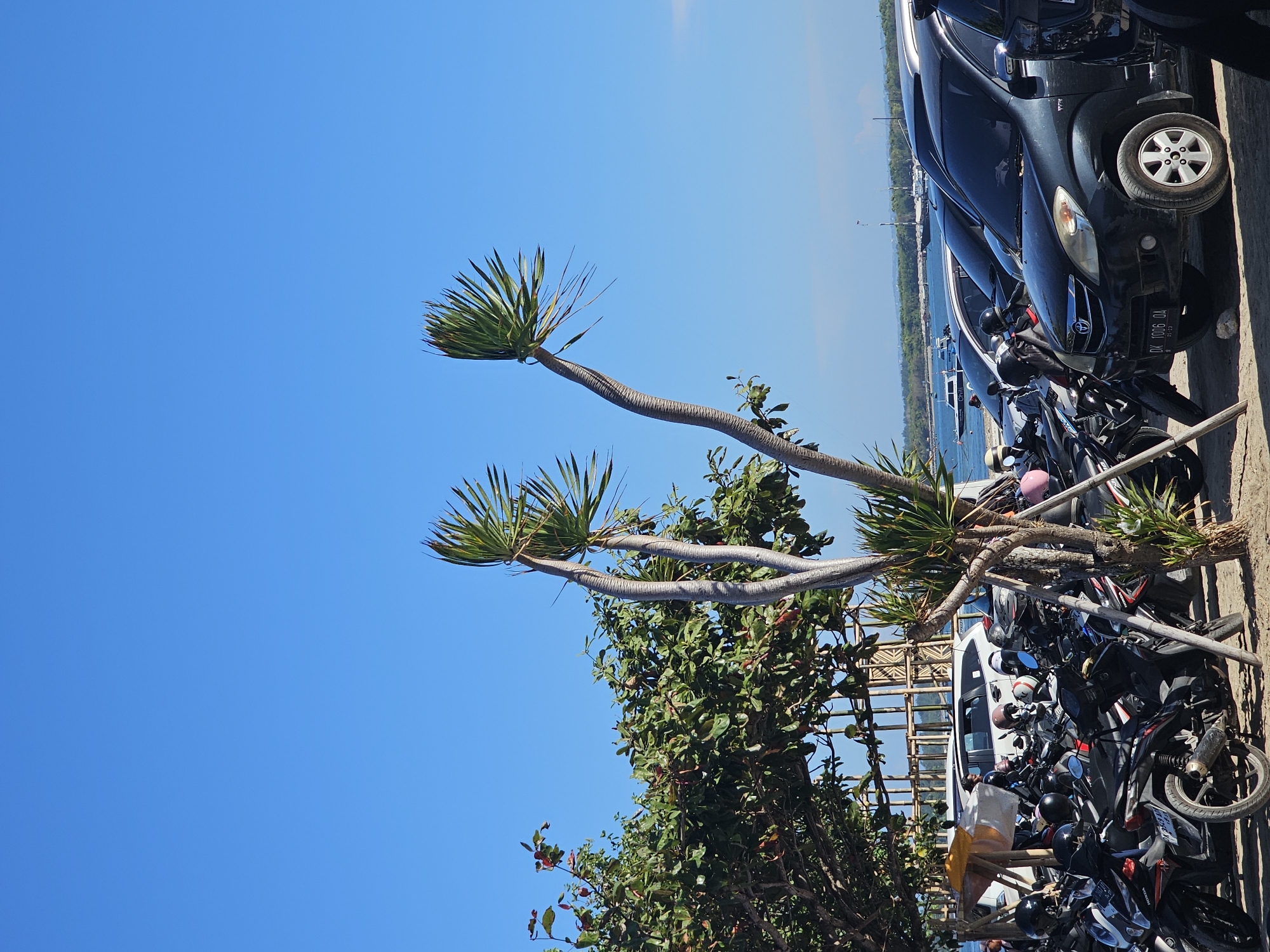 The image depicts a bright, sunny day in Denpasar, Indonesia, likely in the late morning or early afternoon. The scene is a waterfront area, with a clear blue sky dominating the upper portion of the frame. In the foreground, two slender dragon trees with spiky, green leaves extend diagonally upwards. Beneath them, a dense cluster of green foliage is visible, with hints of red leaves and branches.
To the right of the trees and foliage, a line of parked vehicles is visible. The closest vehicle is a dark-colored car, with its front license plate reading "DK 1006 DA". Next to it are numerous motorcycles, parked closely together. Some of the motorcycles have helmets on them.
In the background, the ocean is visible, with several small boats anchored offshore. The water appears calm and a light blue. A wooden structure, possibly a pier or a boardwalk, runs parallel to the coastline. The overall impression is one of a bustling, warm-weather location, perhaps a tourist area near a beach or harbor. No people are clearly visible. The bright sunlight suggests pleasant weather.
